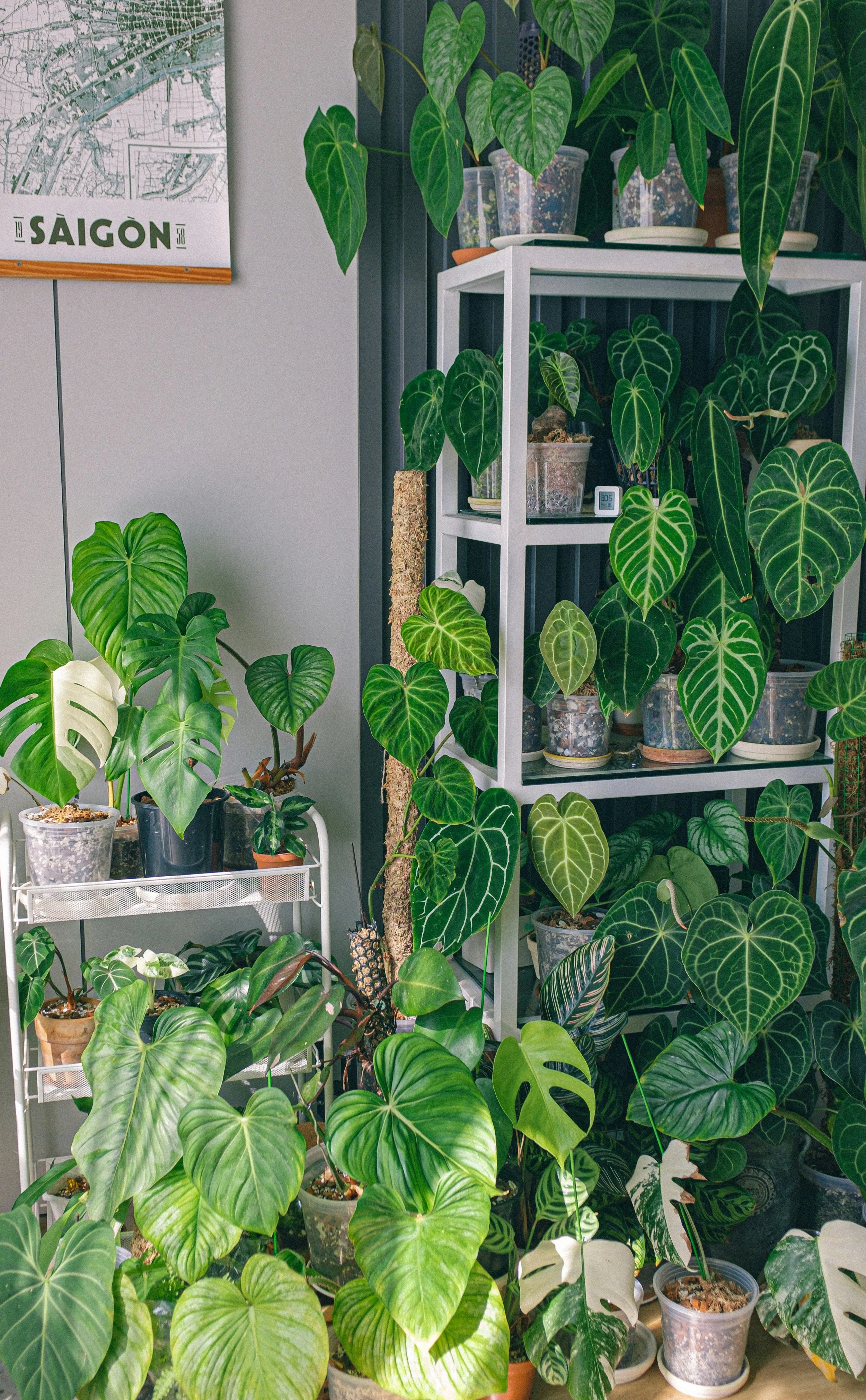 Sacred Plants Across Cultures and What They Symbolize