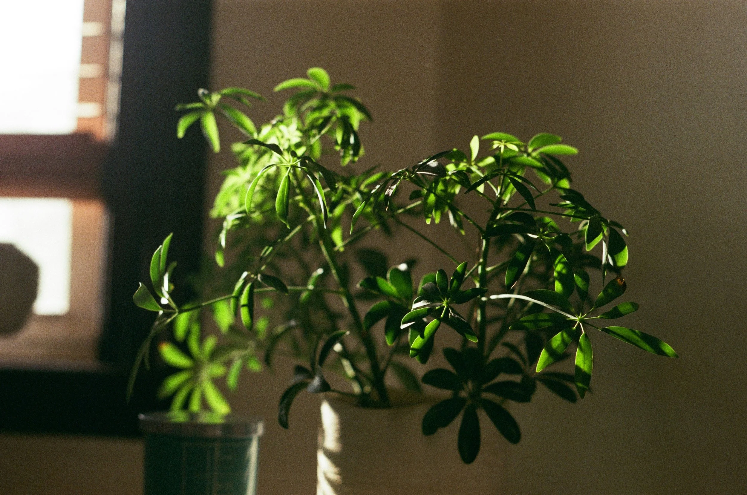 Houseplants in History