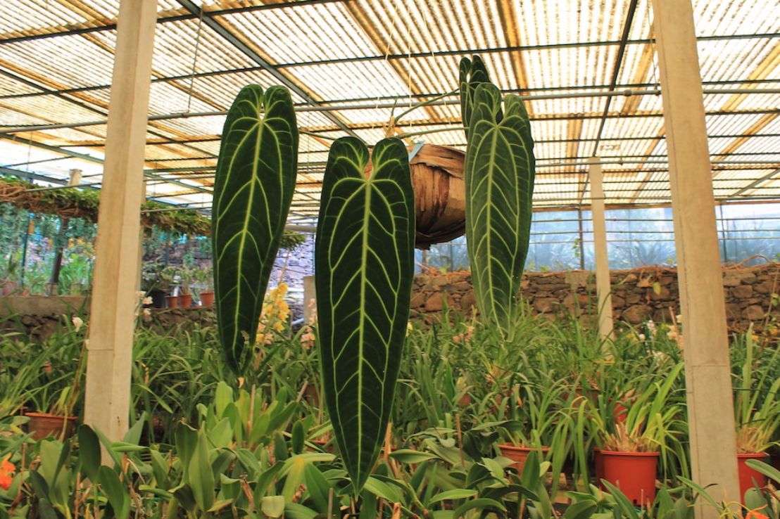 The World’s Most Expensive Houseplants &amp; Why People Pay Thousands for Them