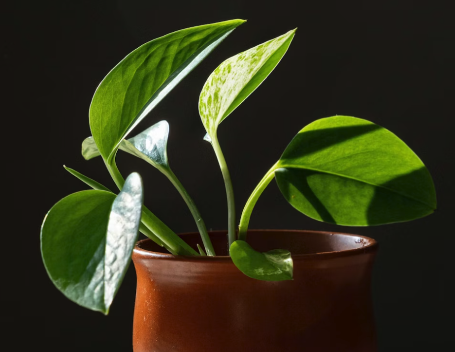 Houseplants That Thrive in Southwest Florida’s Subtropical Climate