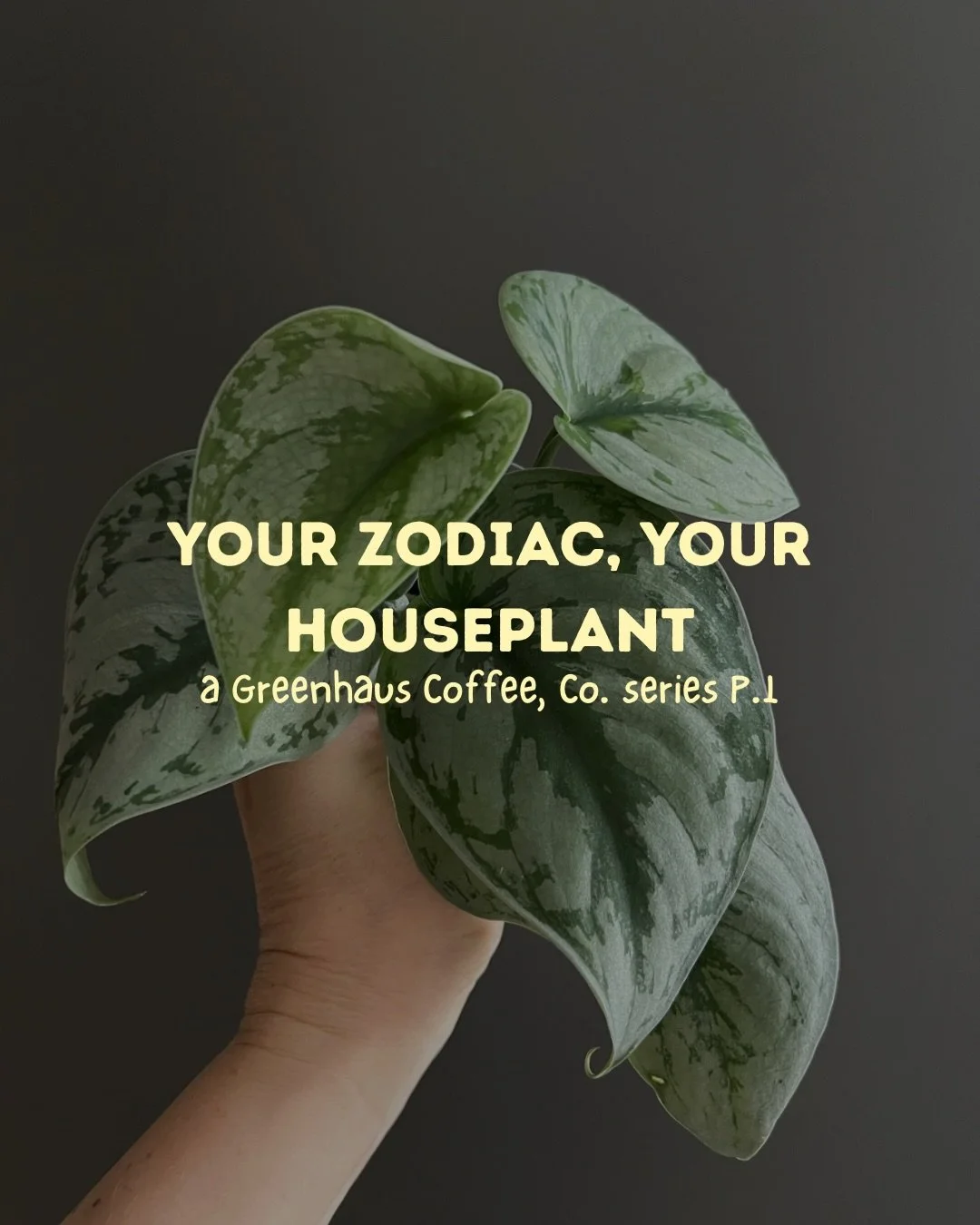 Your zodiac says a lot about how you move through the world.
Your houseplant might say even more.

Part 1 of our Your Zodiac, Your Houseplant series pairs Fire and Earth signs with plants that match their energy, rhythm, and care style.

Bold starter