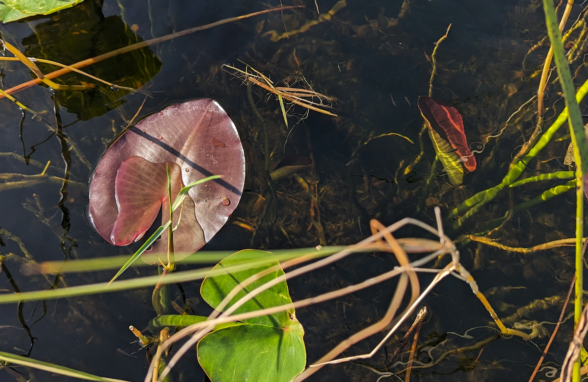 How Invasive Plant Species Affect the Everglades &amp; What you Can Do to help