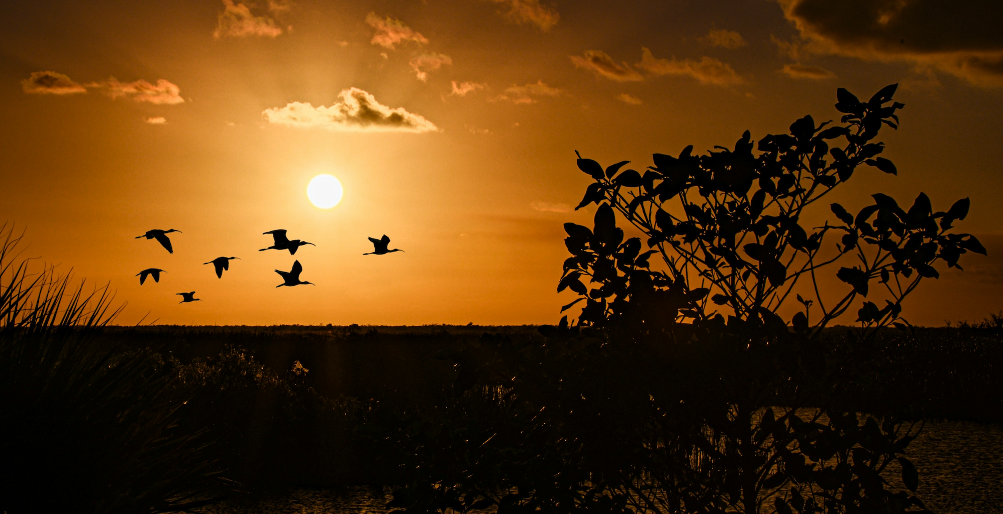 Native Plants of the Everglades