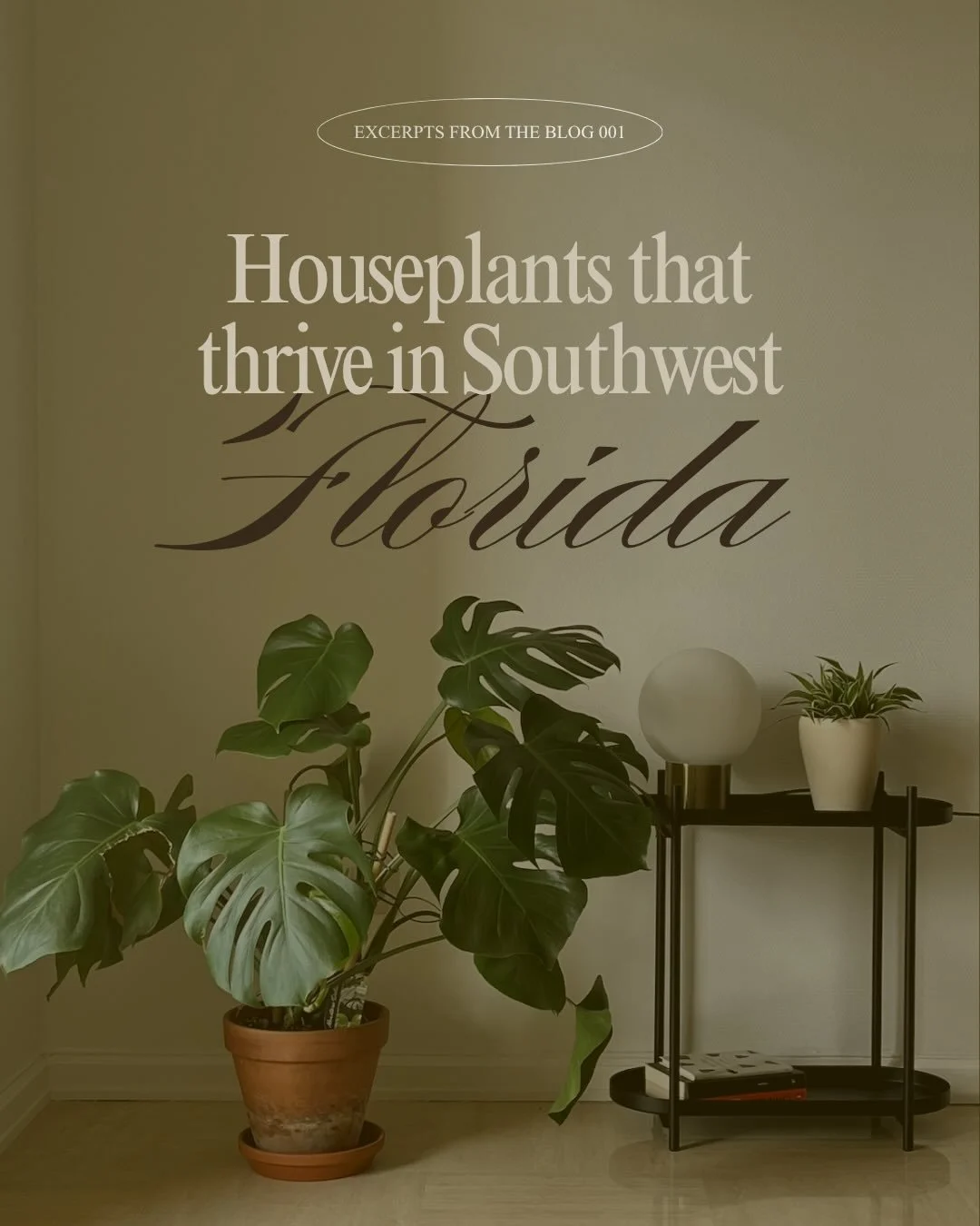 Check out the blog for more! Link in bio 🐸🪴