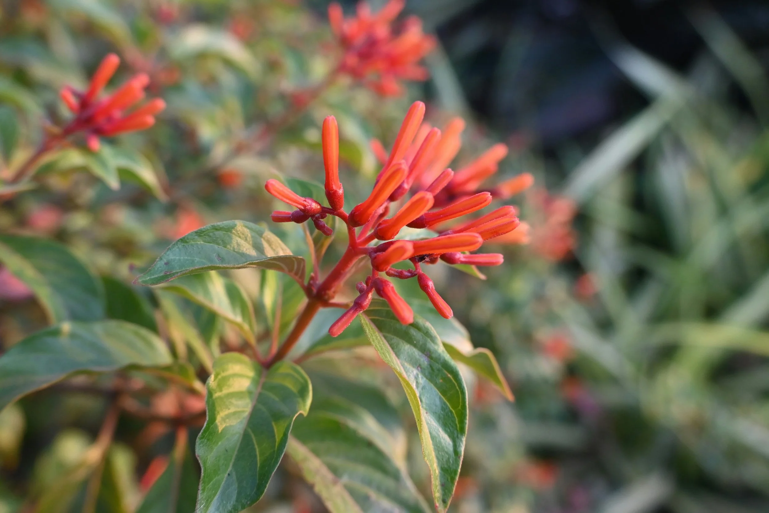 Native Plants You Didn’t Know You Loved