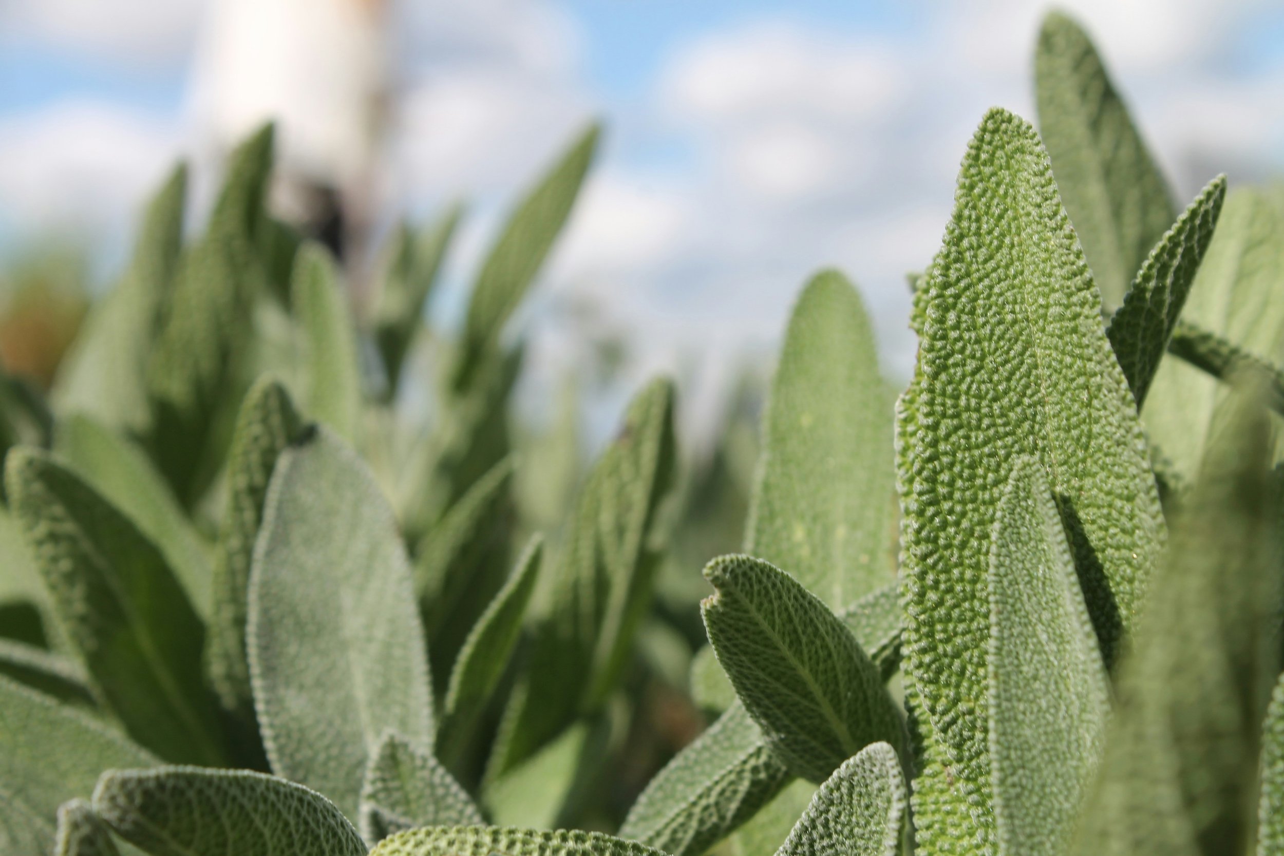 Seasonal Planting Guide for Southwest Florida