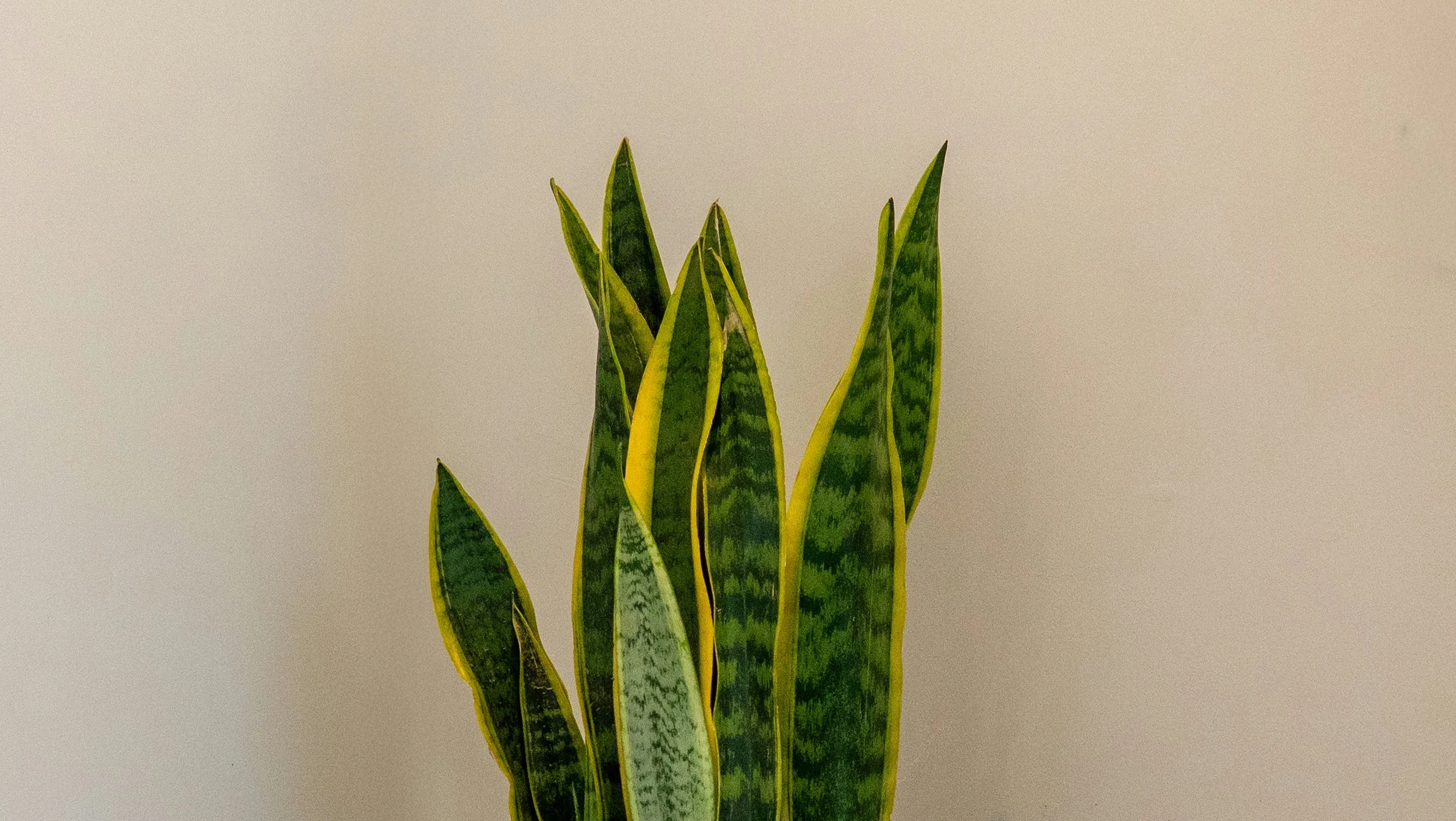 Low Maintenance Plants for Busy Lifestyles