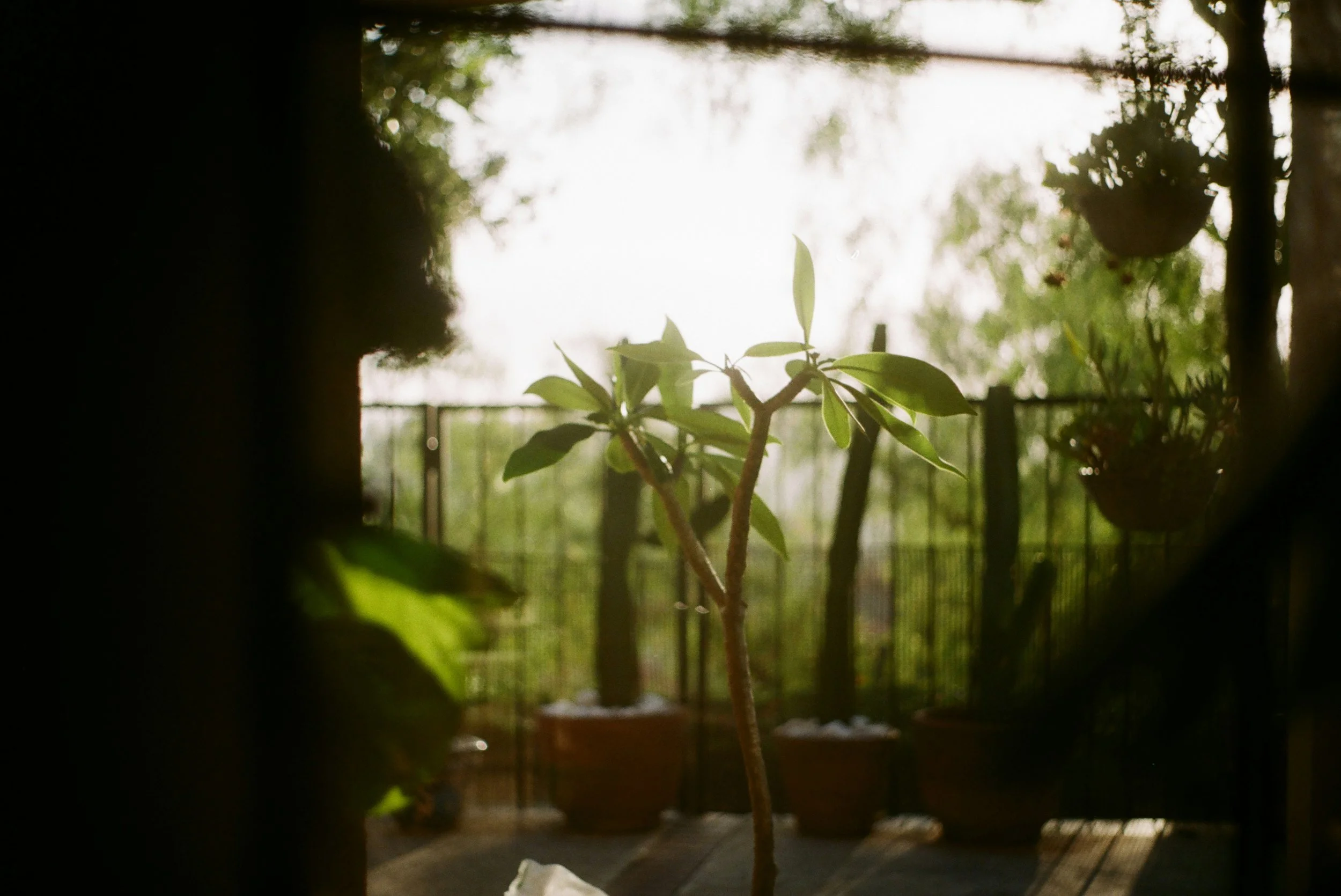 Sunlight Decoded What Your Plants Really Need 