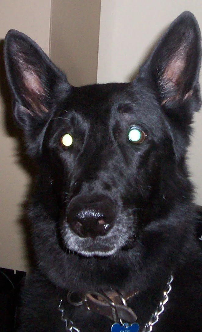 Close-up of a black German Shepherd dog with upright ears, wearing a chain collar and a brown leather collar with a blue tag, indoors against a beige wall.