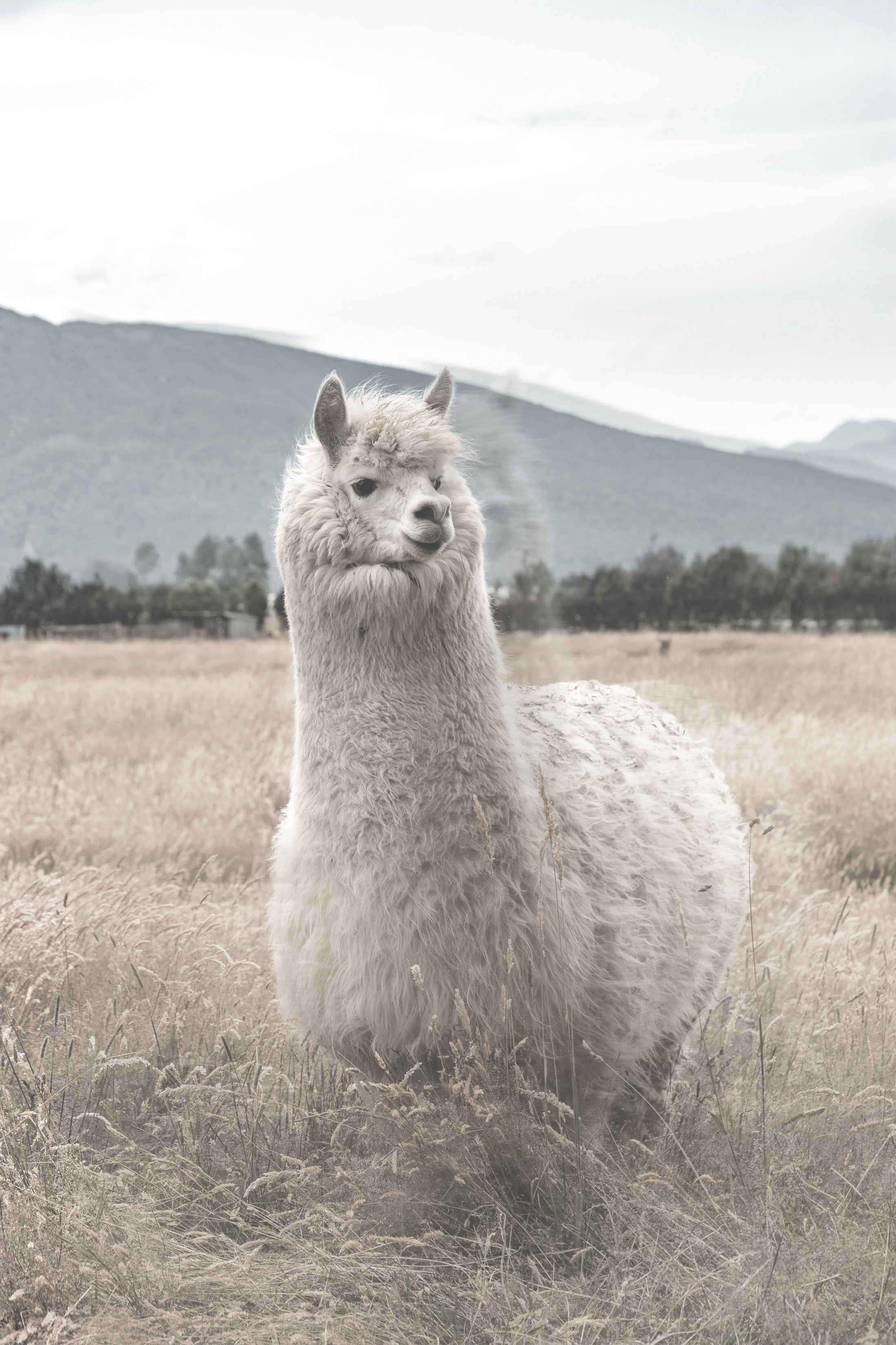 Alpaca-Inner-Child-Healing-Thumbnail.jpg