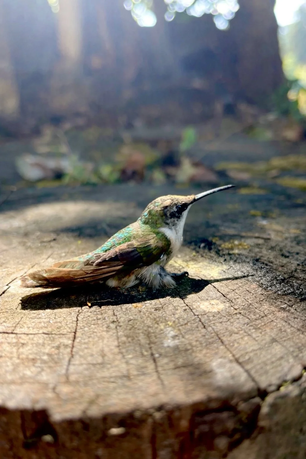 Colibrí maravilloso de  7cms. 