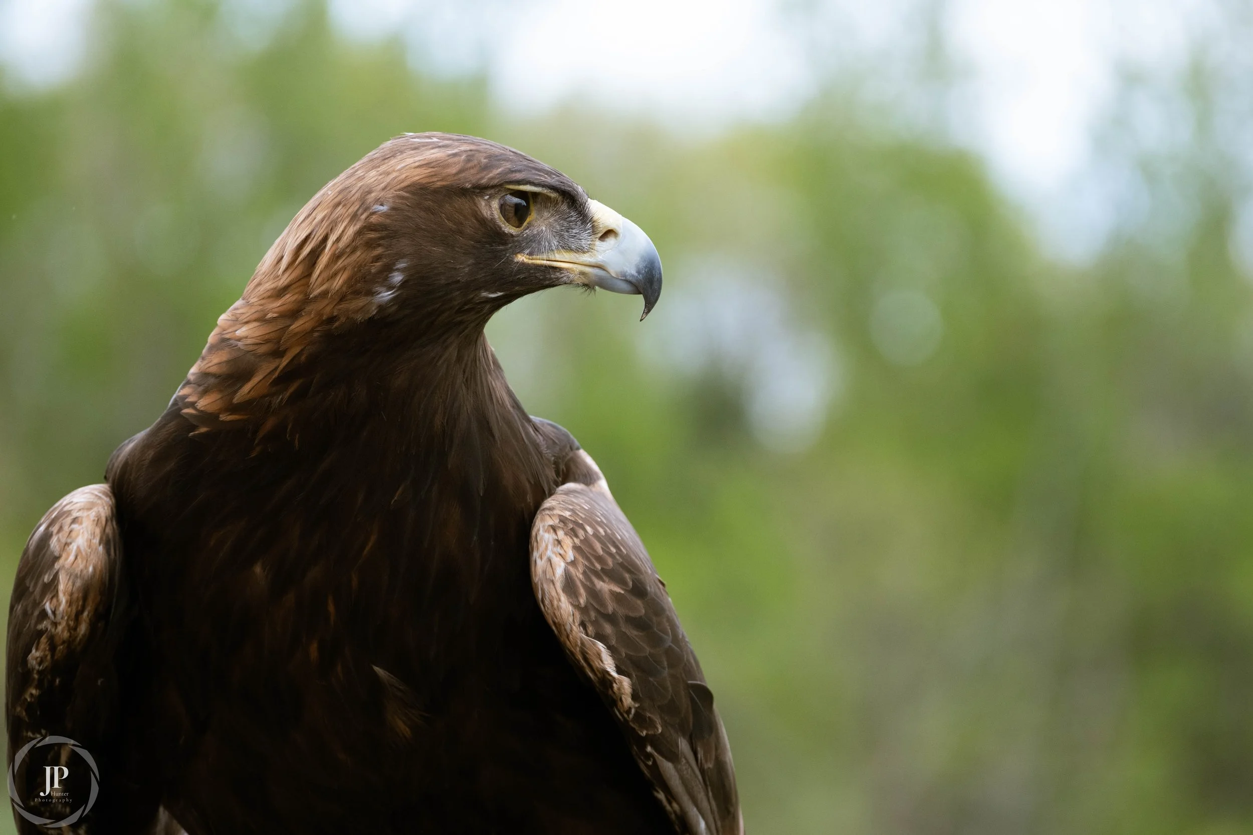 Close-up of a golden eagle with blurred green background.