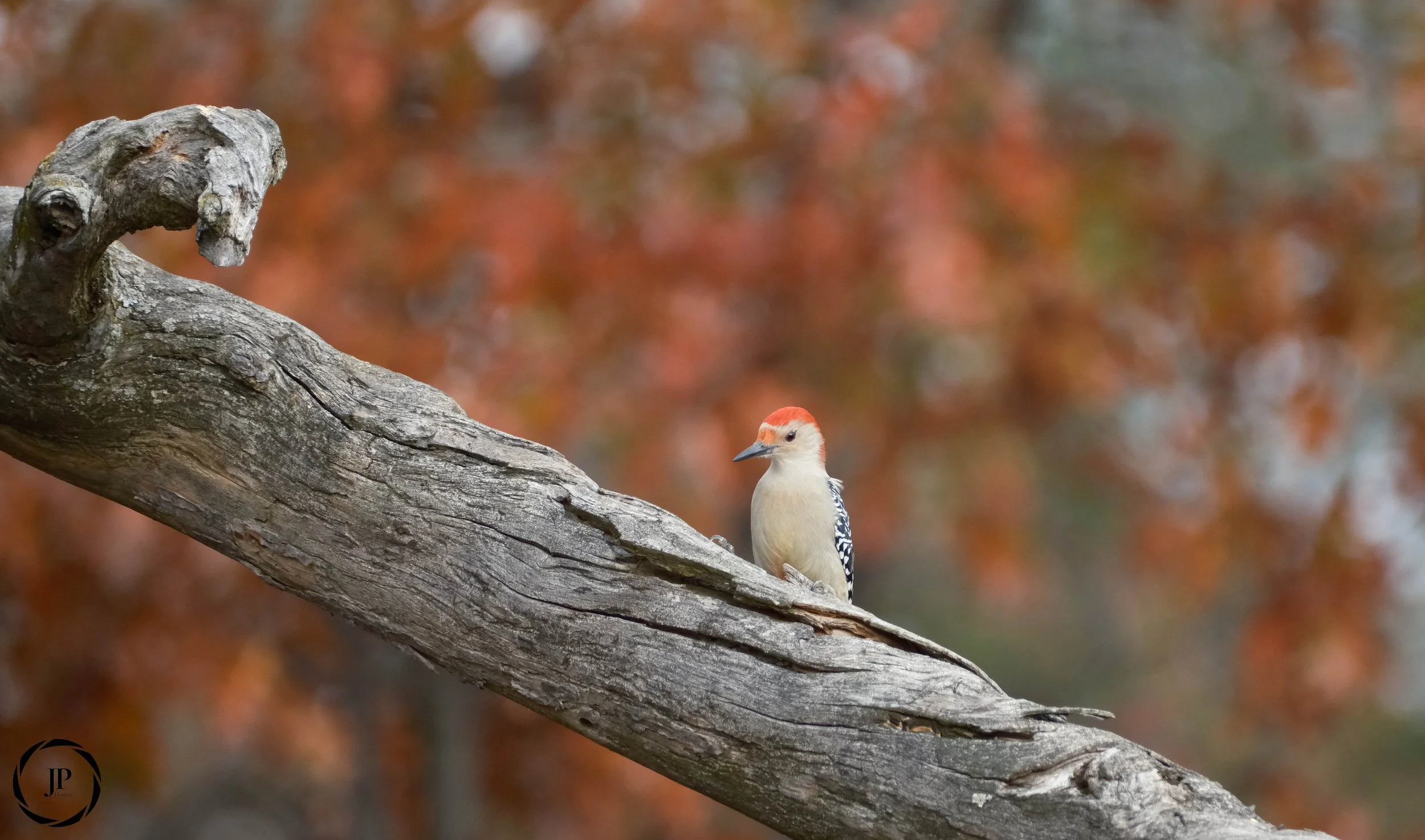 Red-bellied Woodpecker