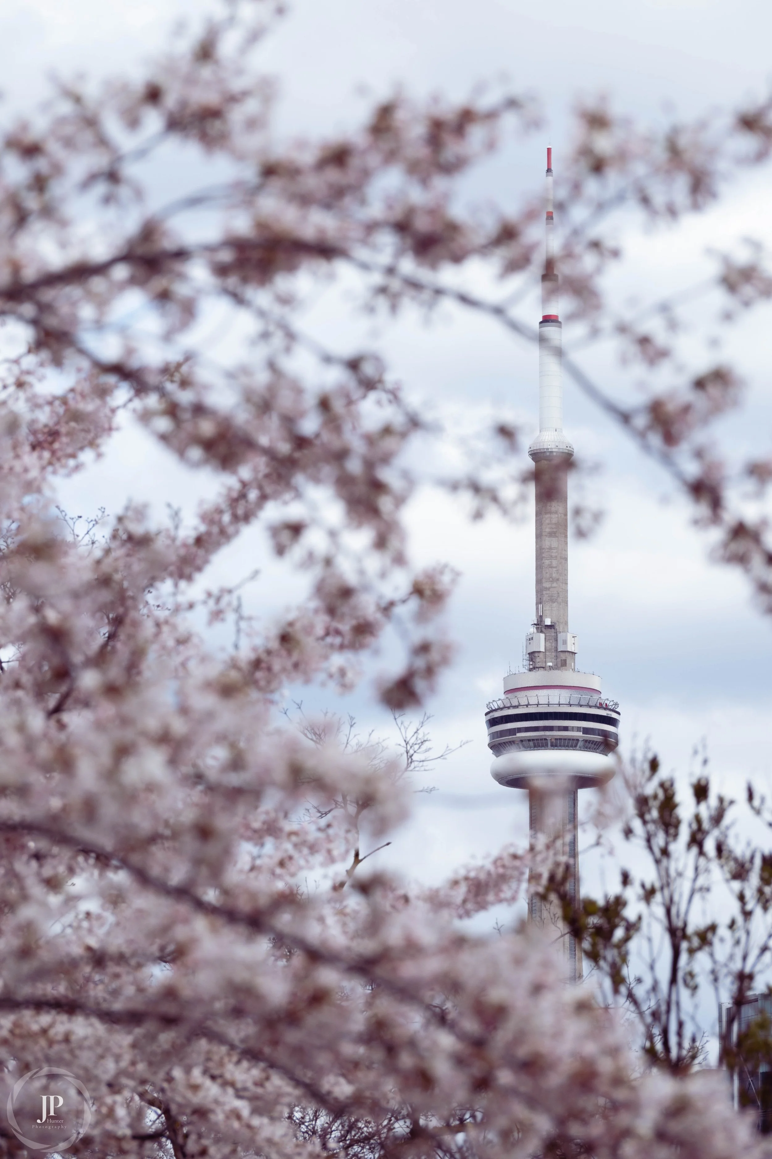 CN Tower & Cherry Blossoms 1