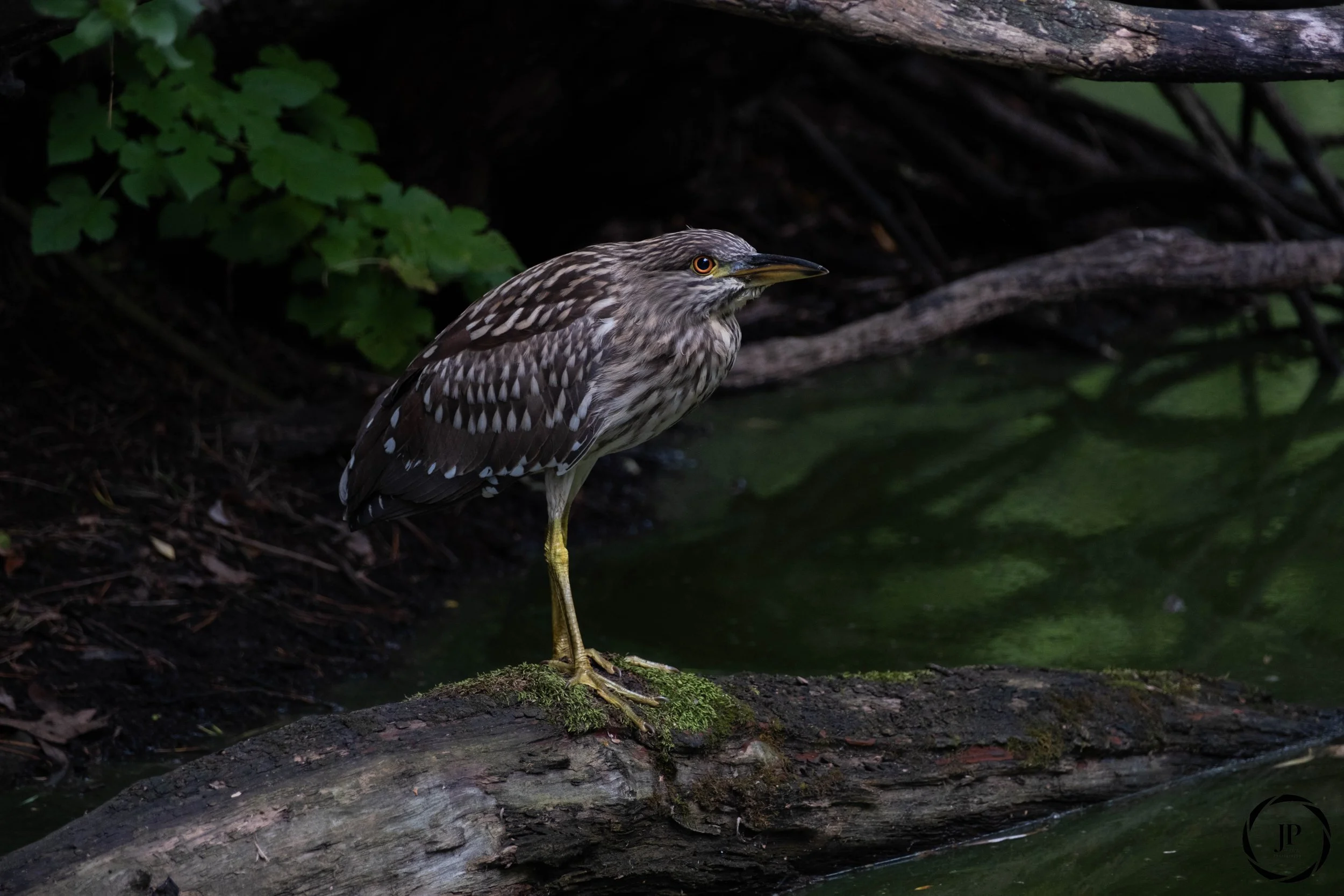 Juvenile Black-Crowned Night-Heron