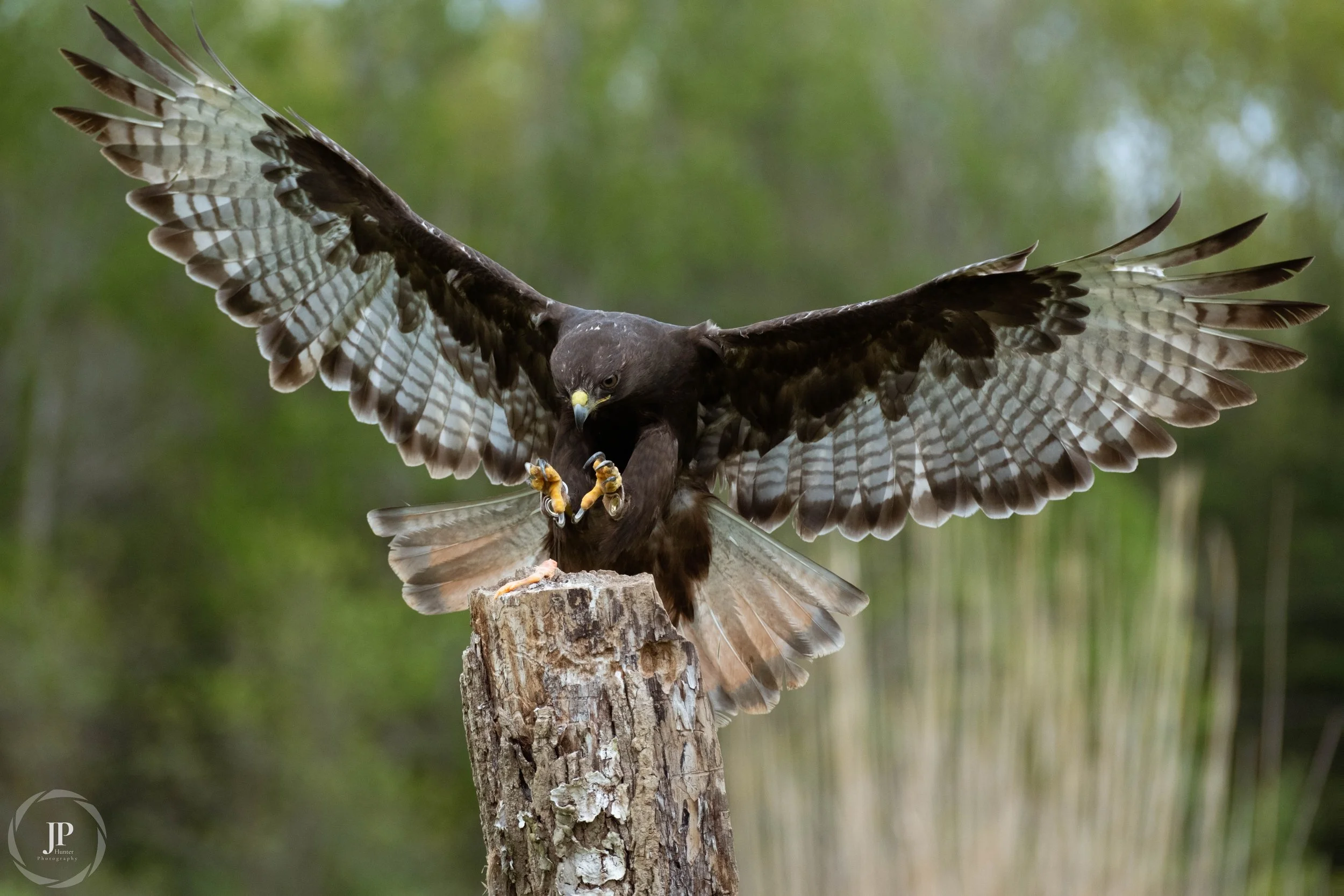 Mature Red-tailed Hawk