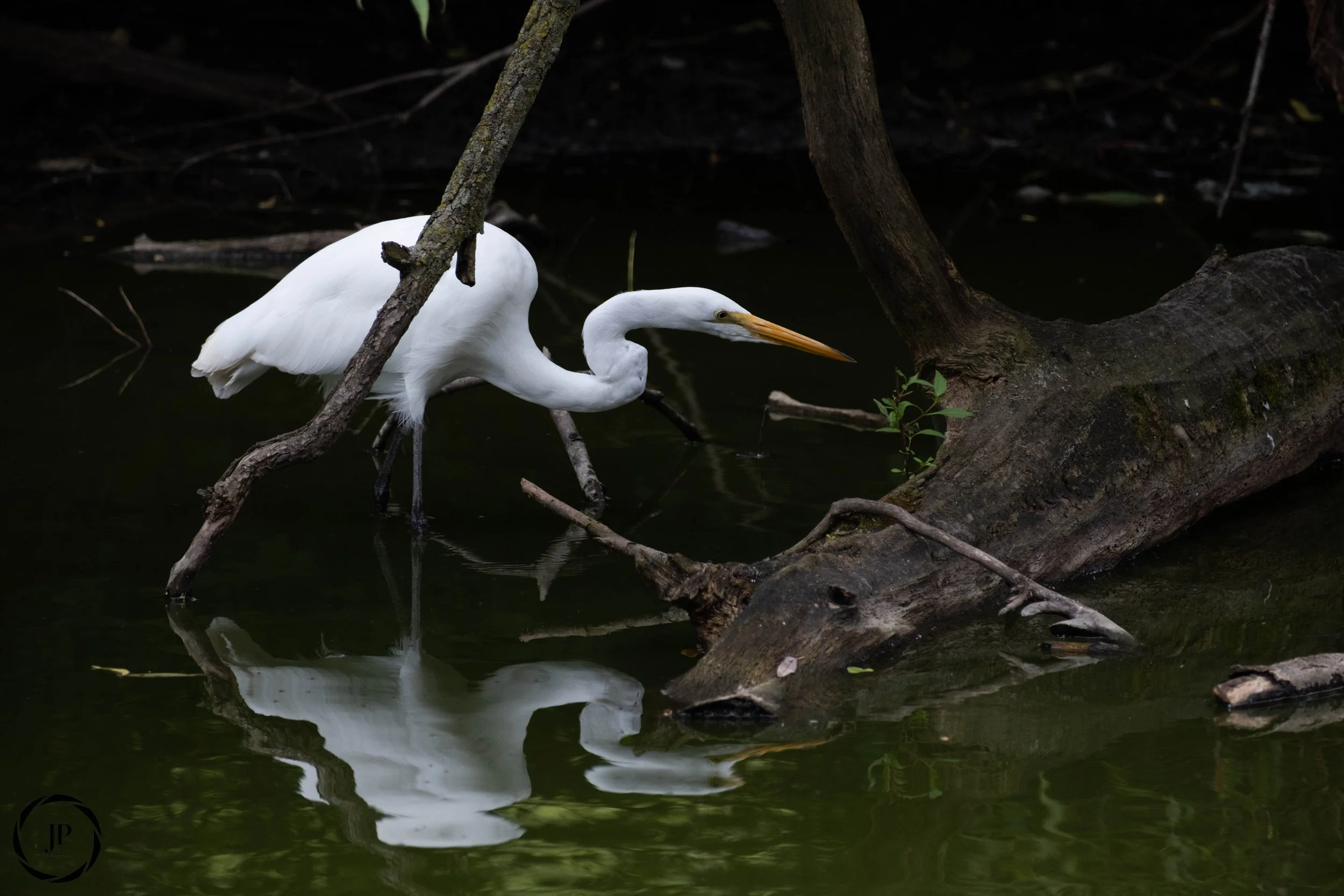 Great Egret