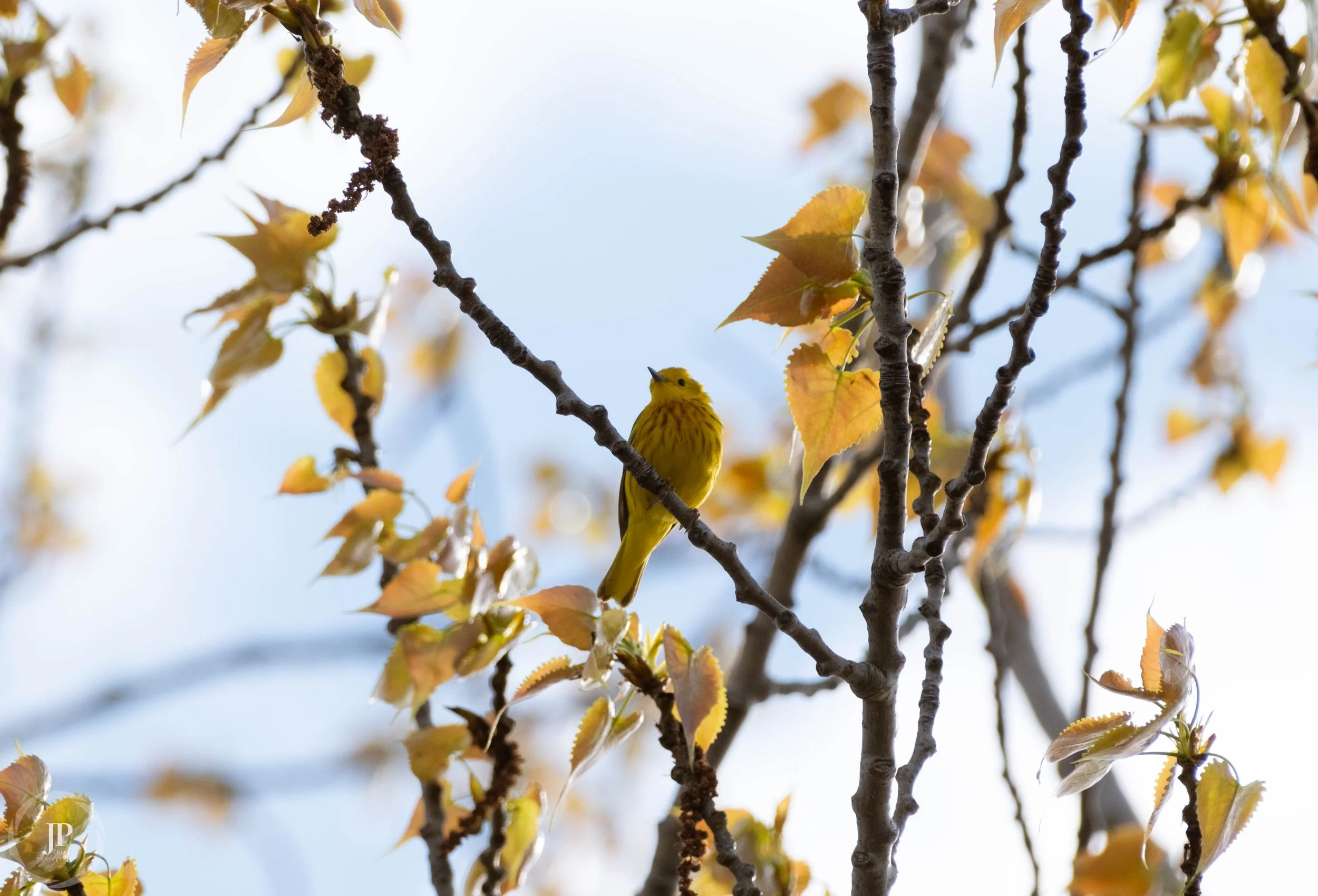 Yellow Warbler