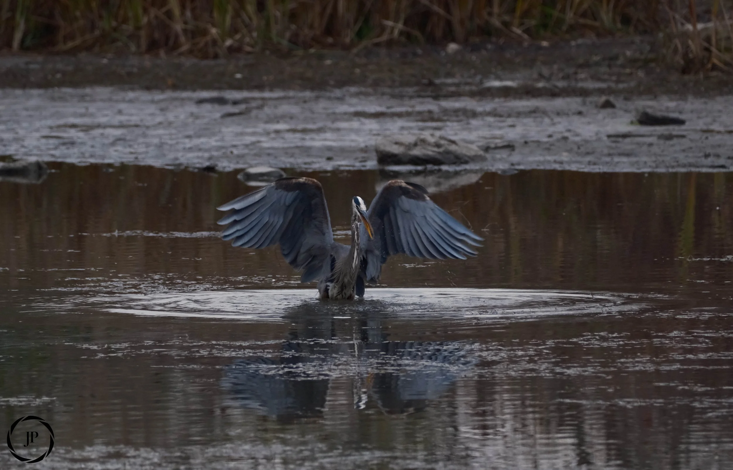 Great Blue Heron