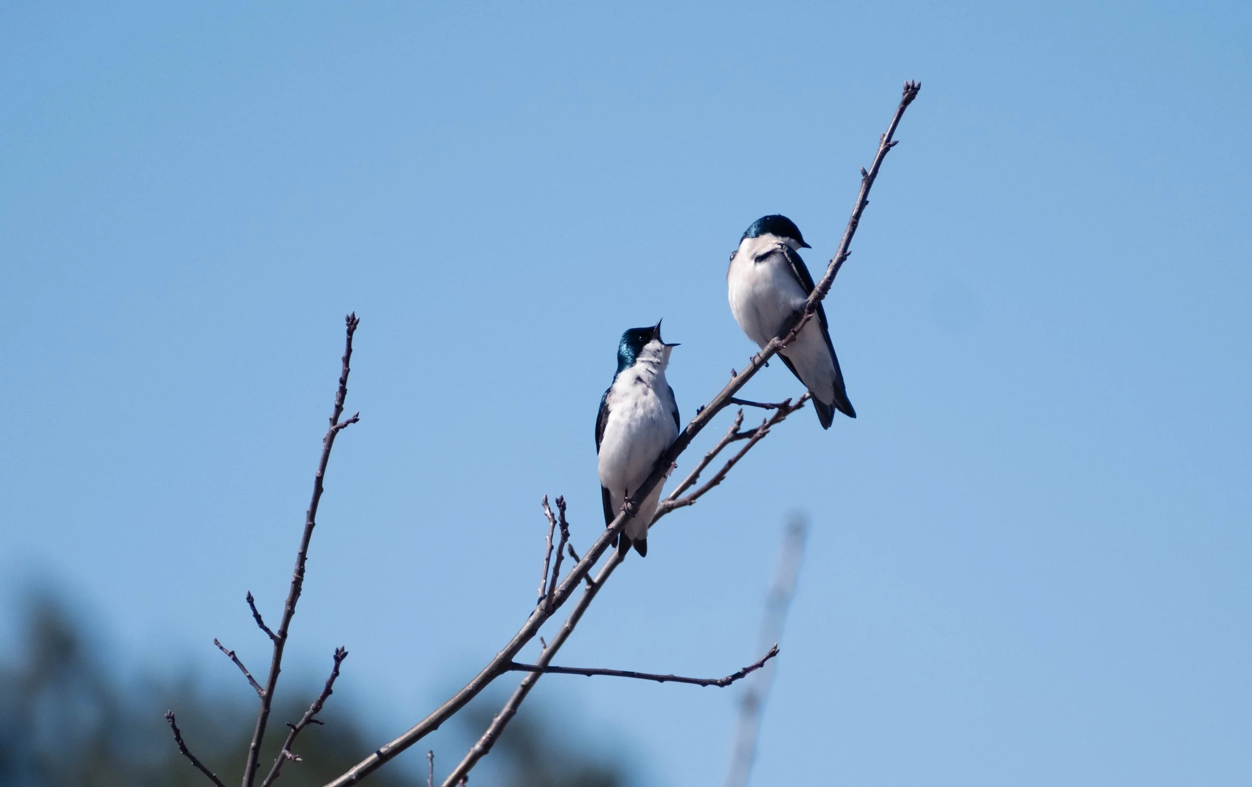 Pair of Tree Swallows
