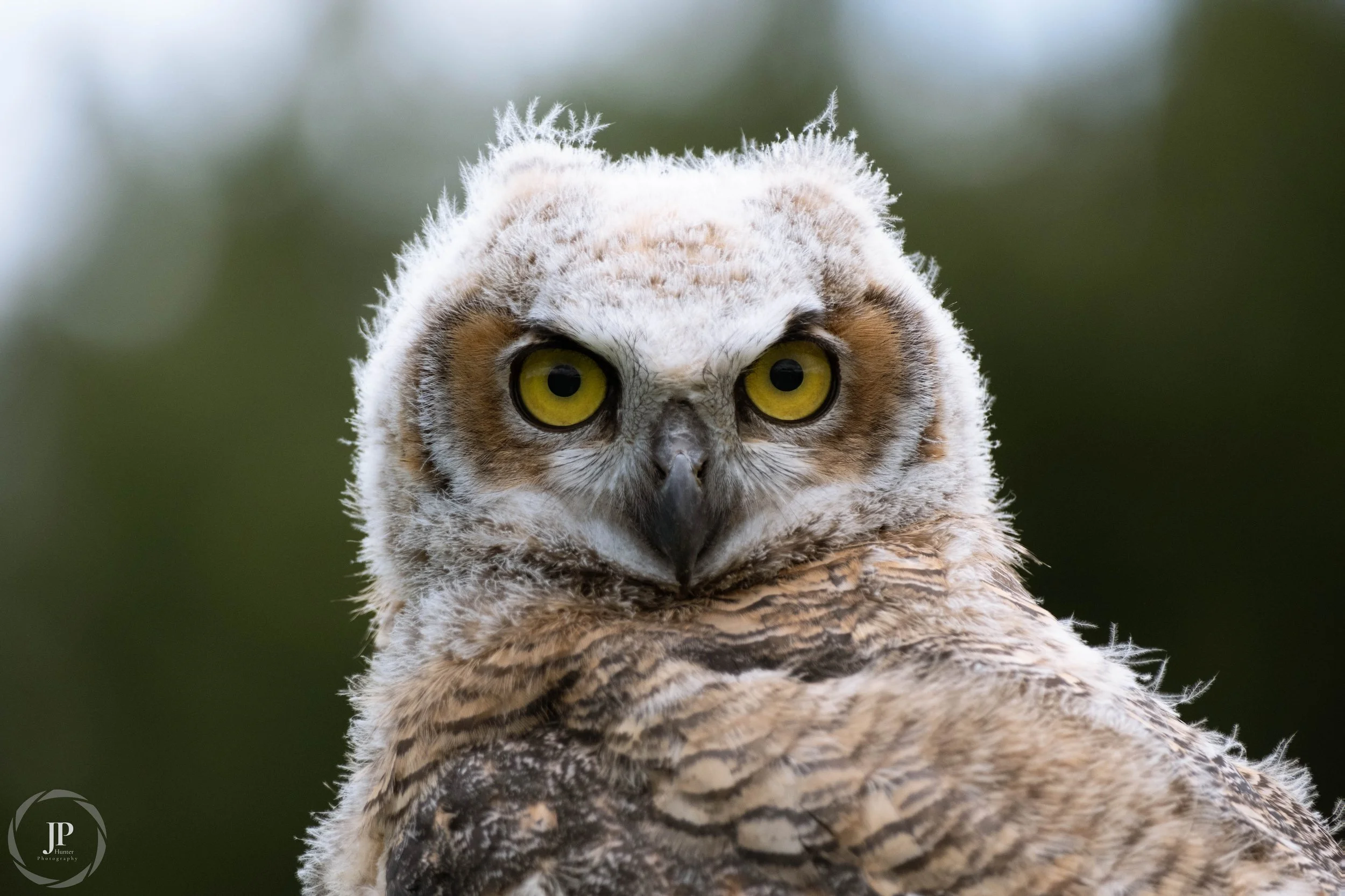Great Horned Owlet 1