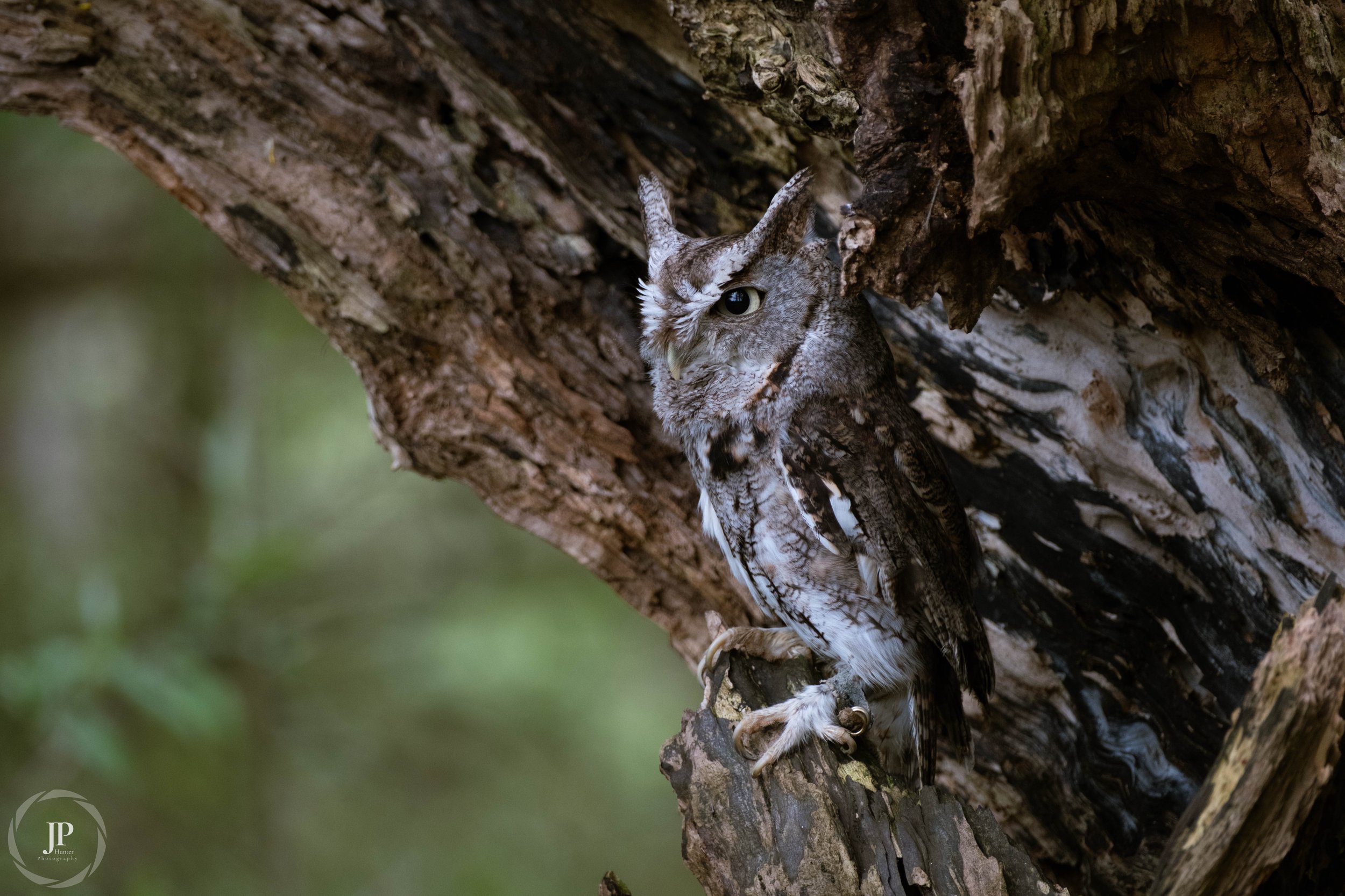 Eastern Screech-Owl 1