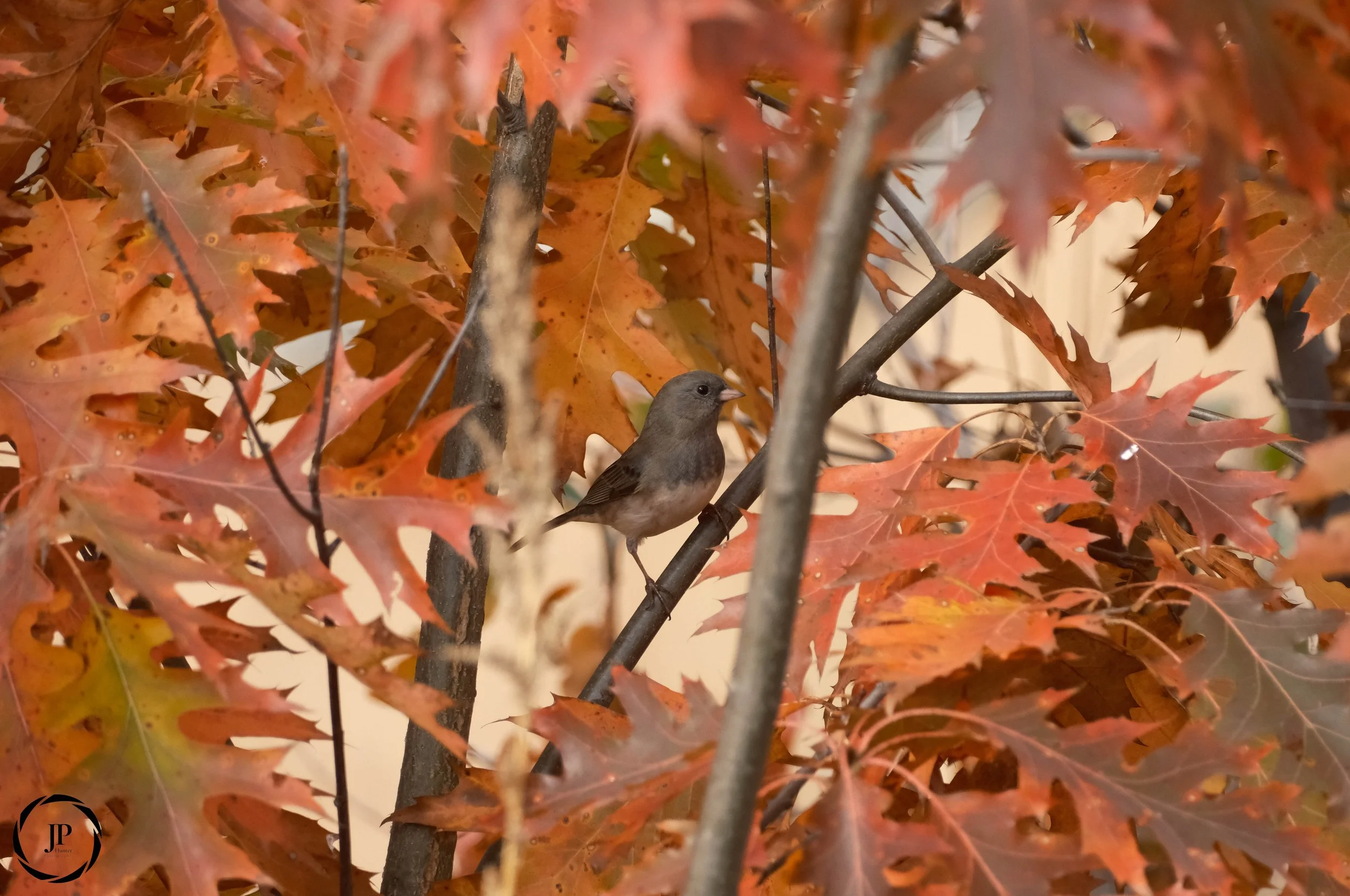 Dark-eyed Junco