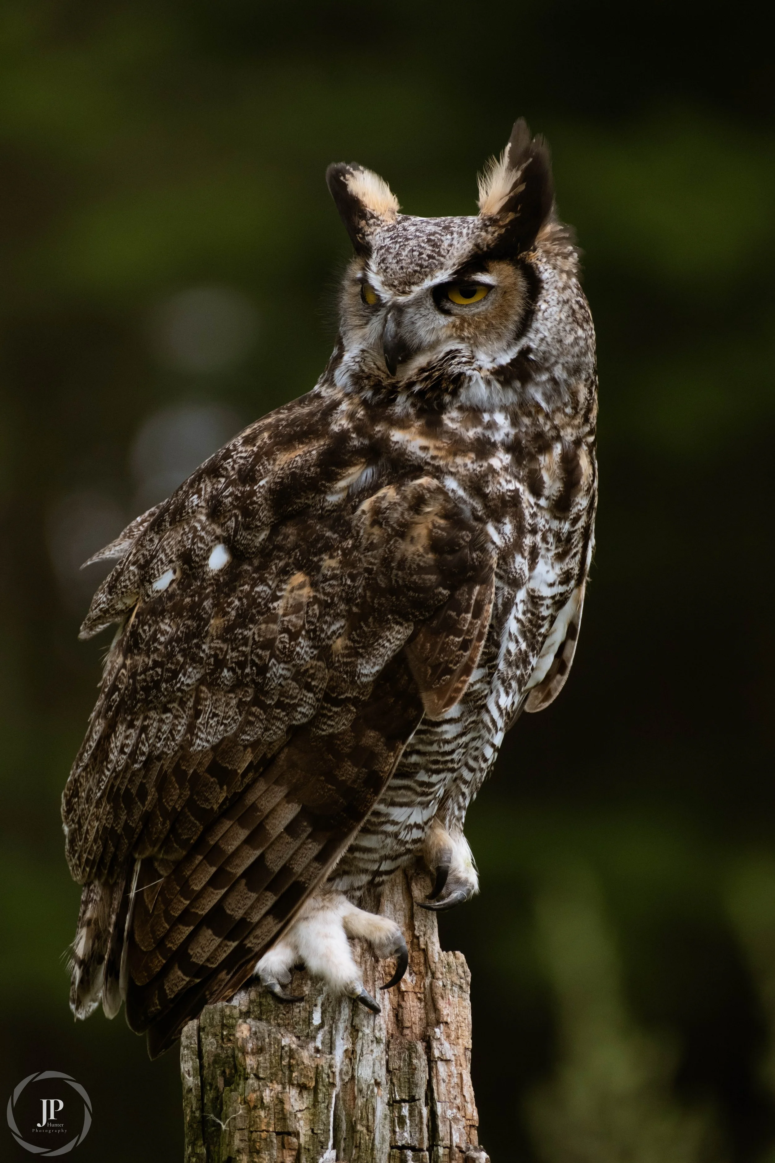 Great Horned Owl 1