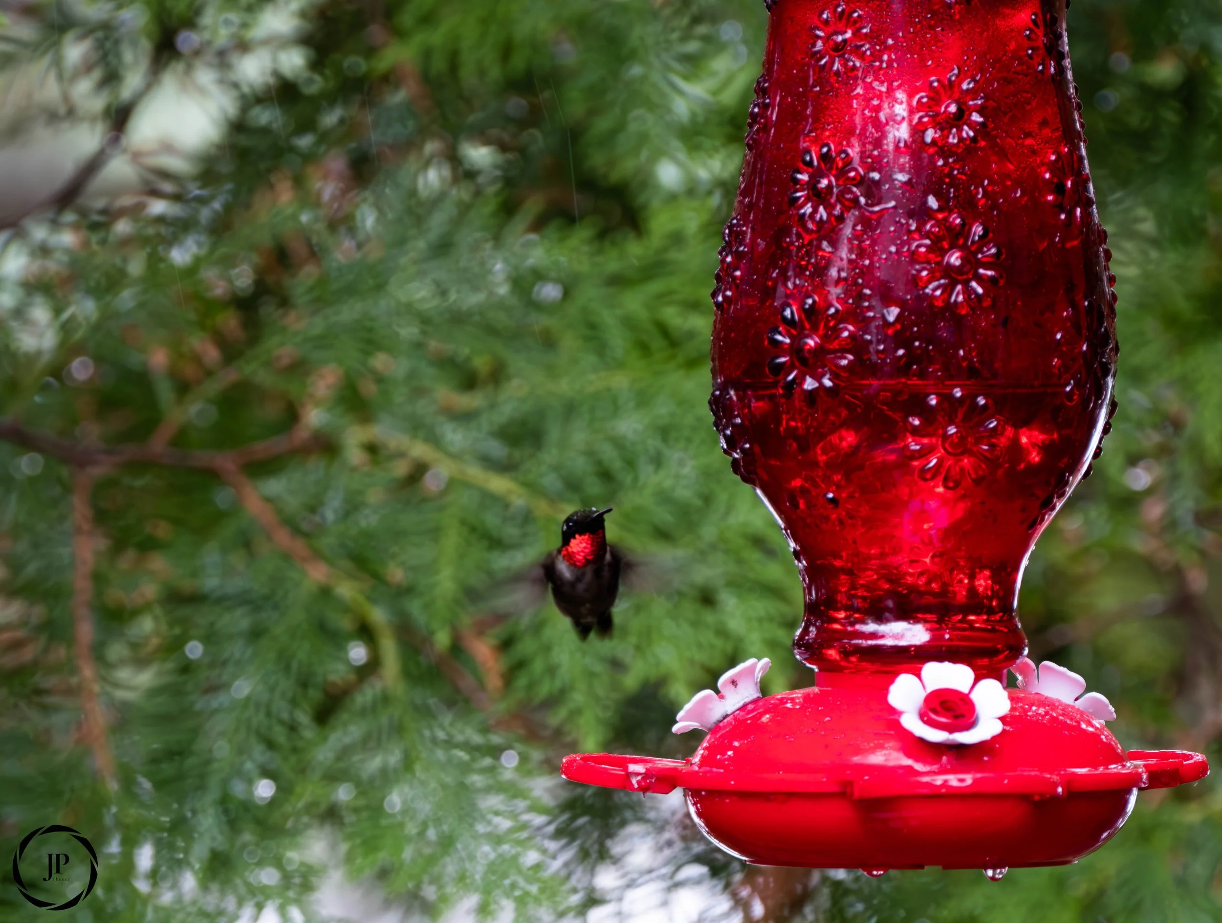 Ruby Throated Humming Bird