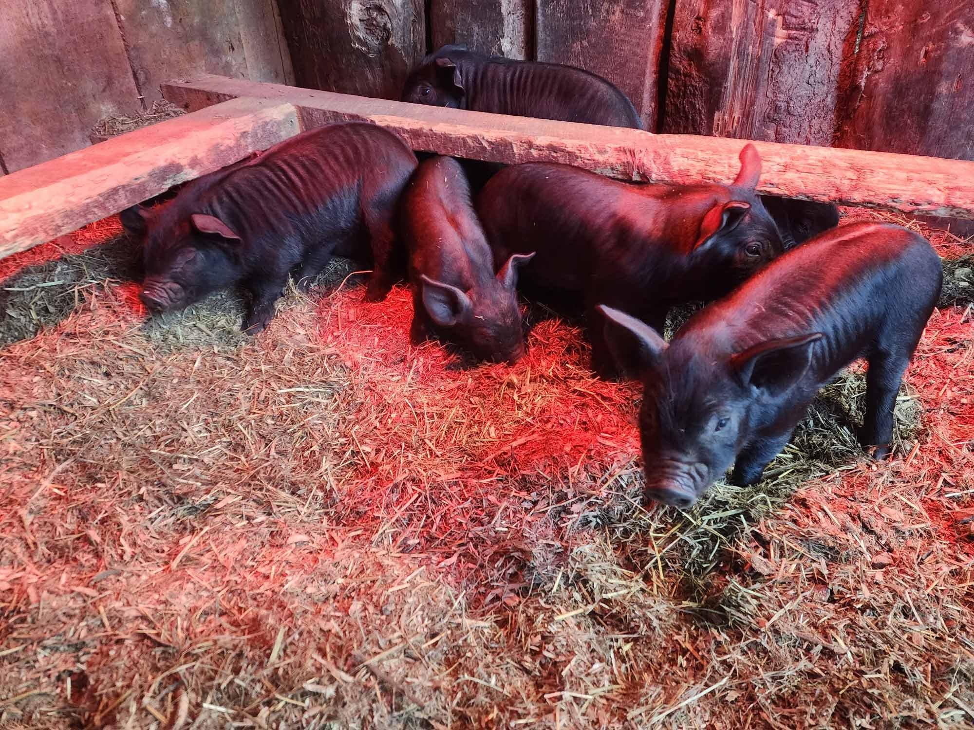 Four black piglets under a heating lamp