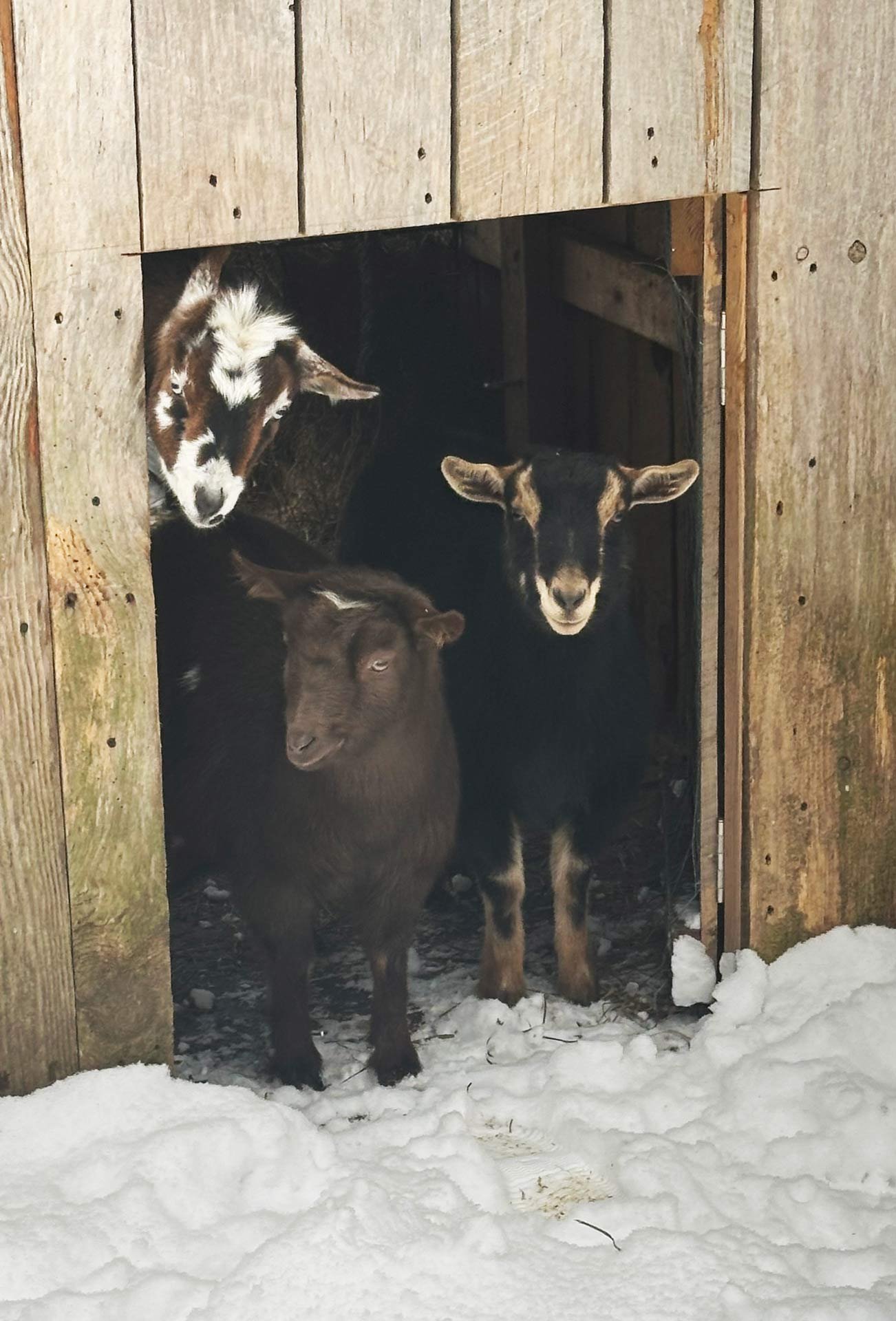 three goats peaking their heads out on a snowy day