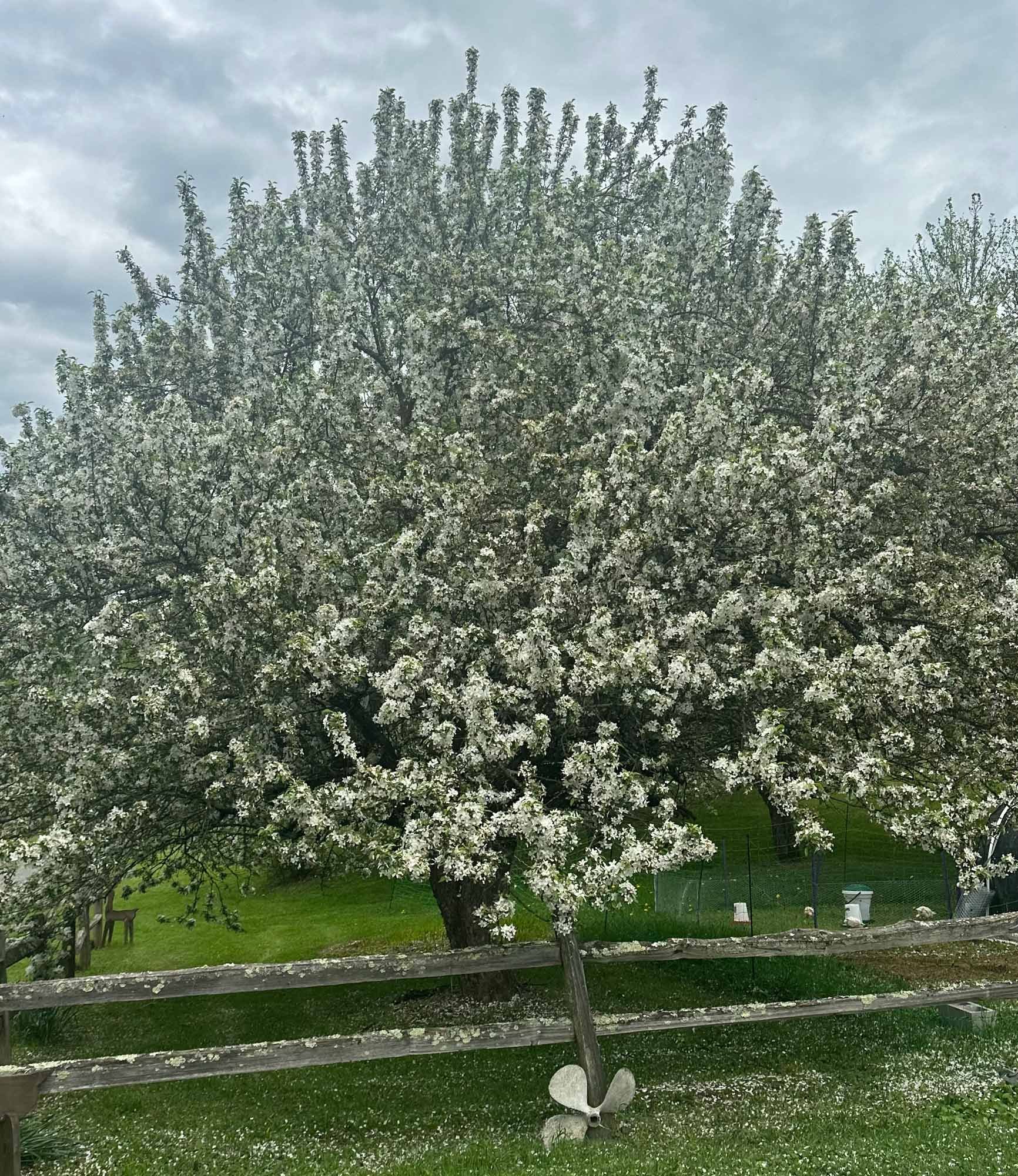 Apple tree blossoming