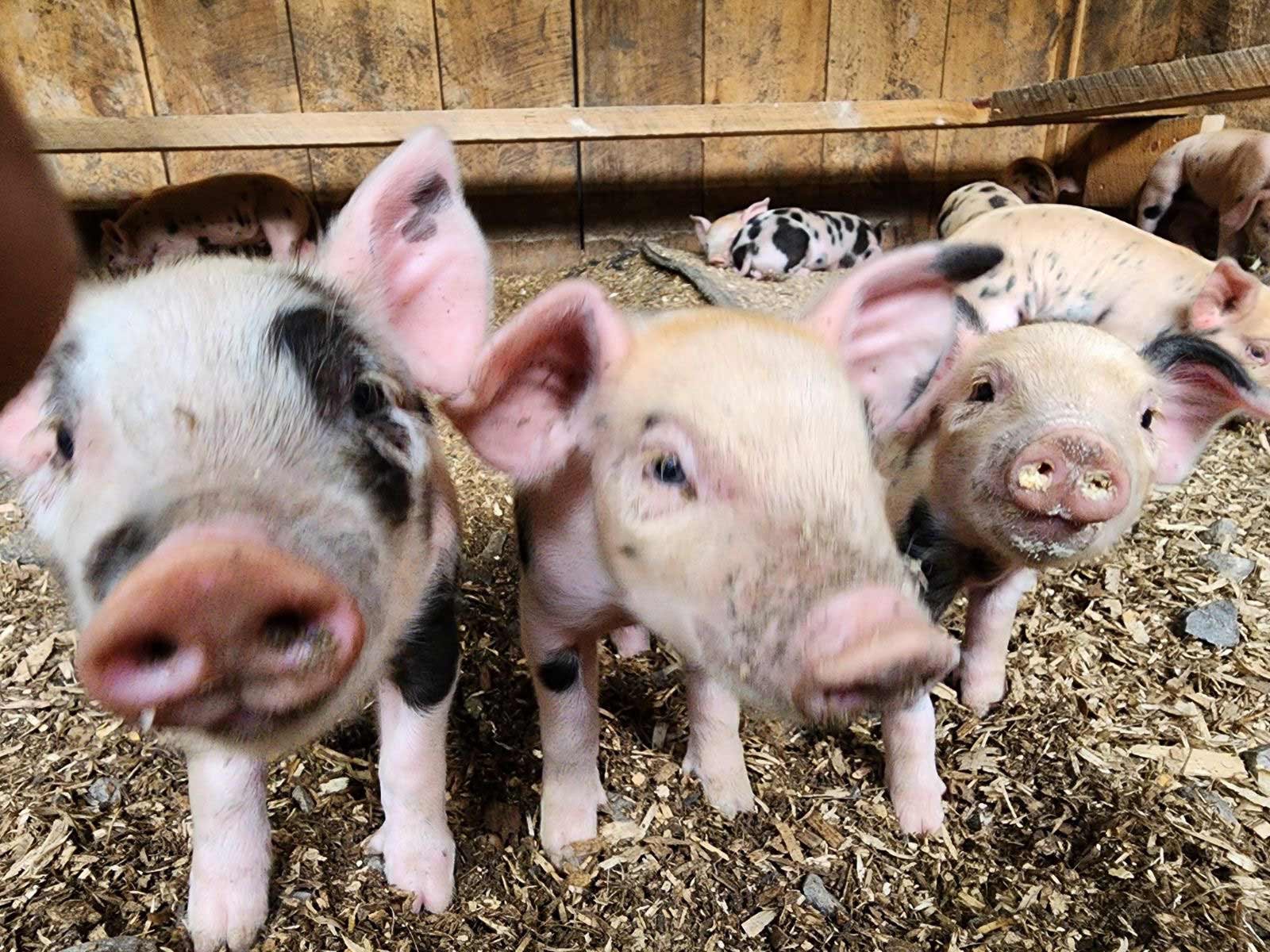 There little pink and black piglets