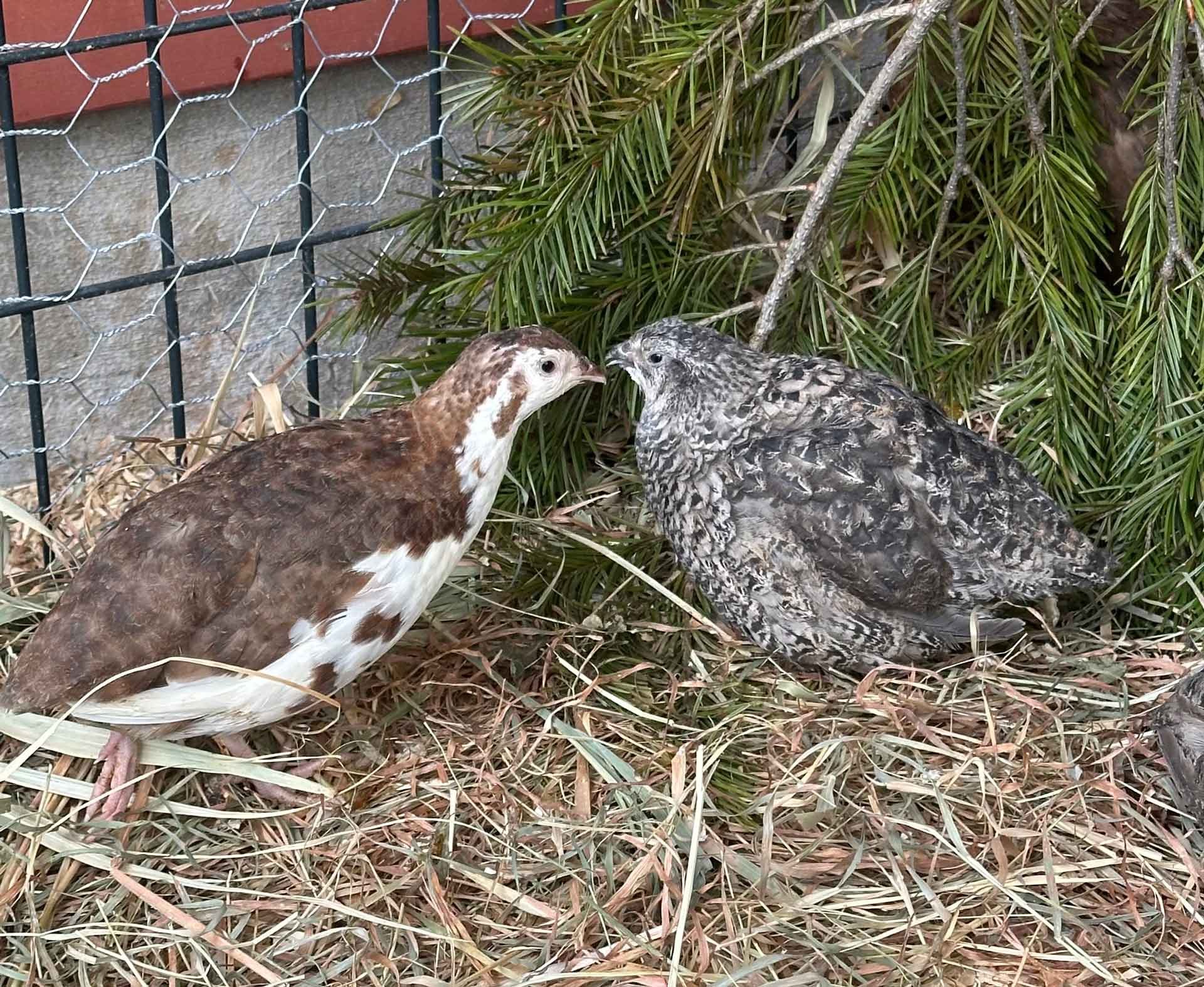 Two quail