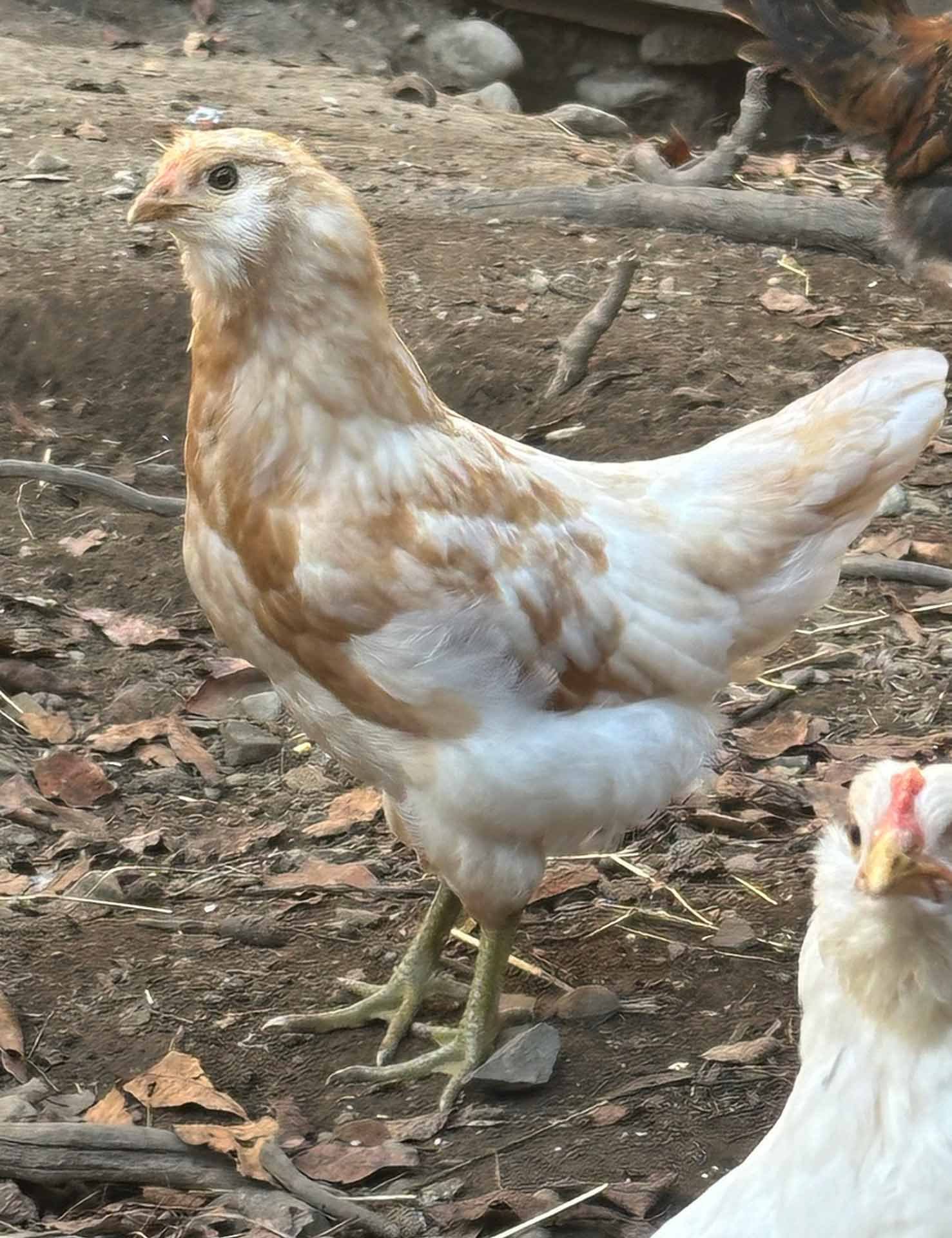Quail walking
