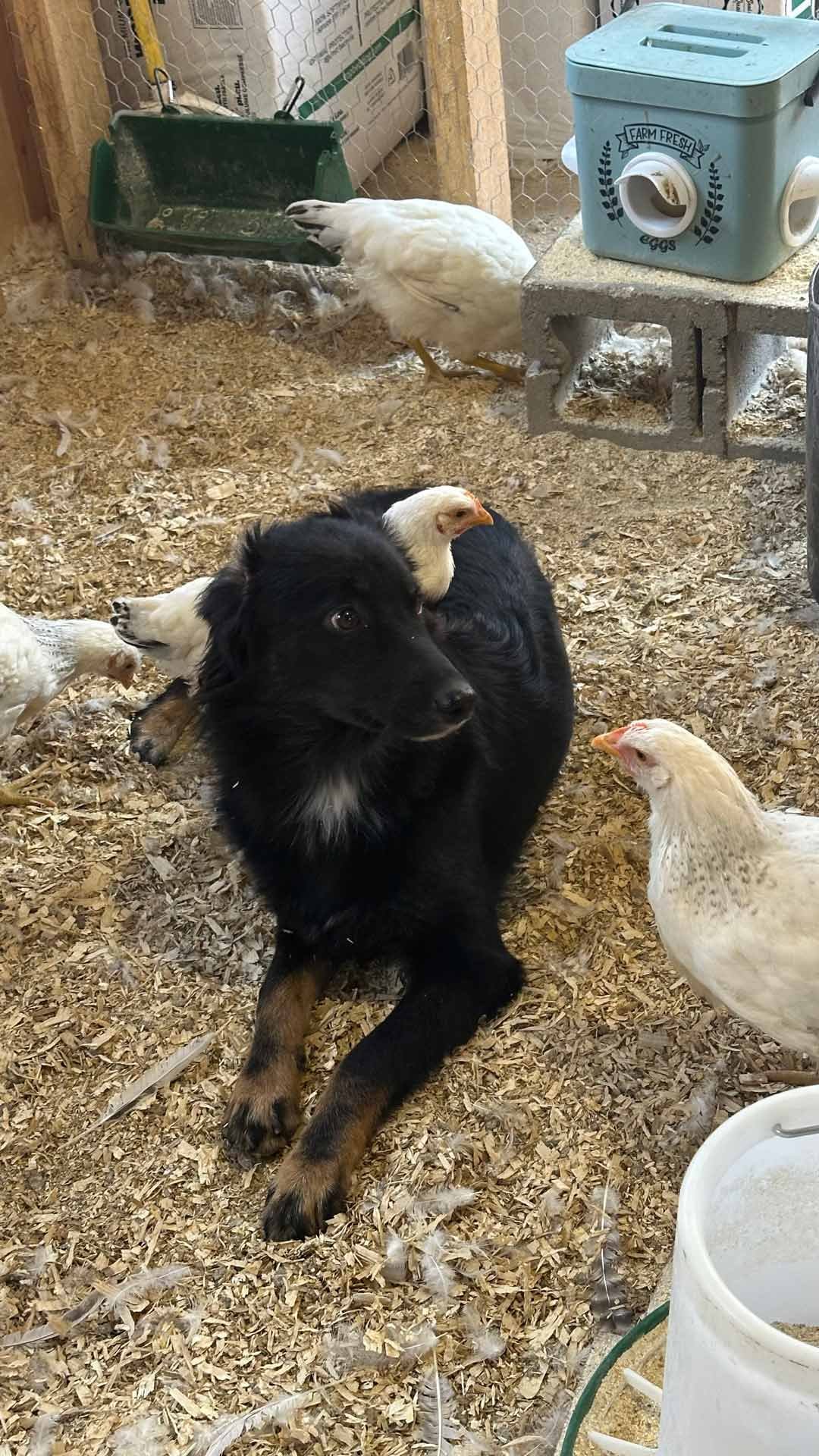 Charlie in the chicken coop