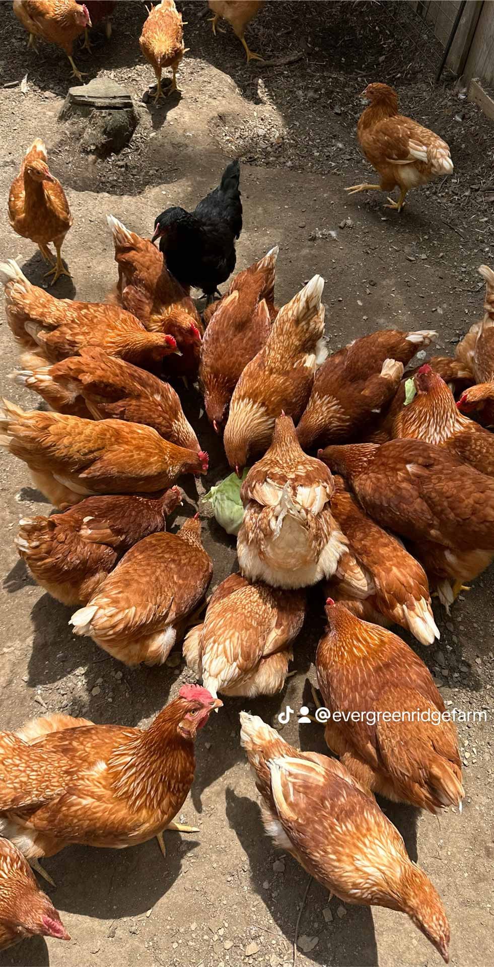 Chickens feeding