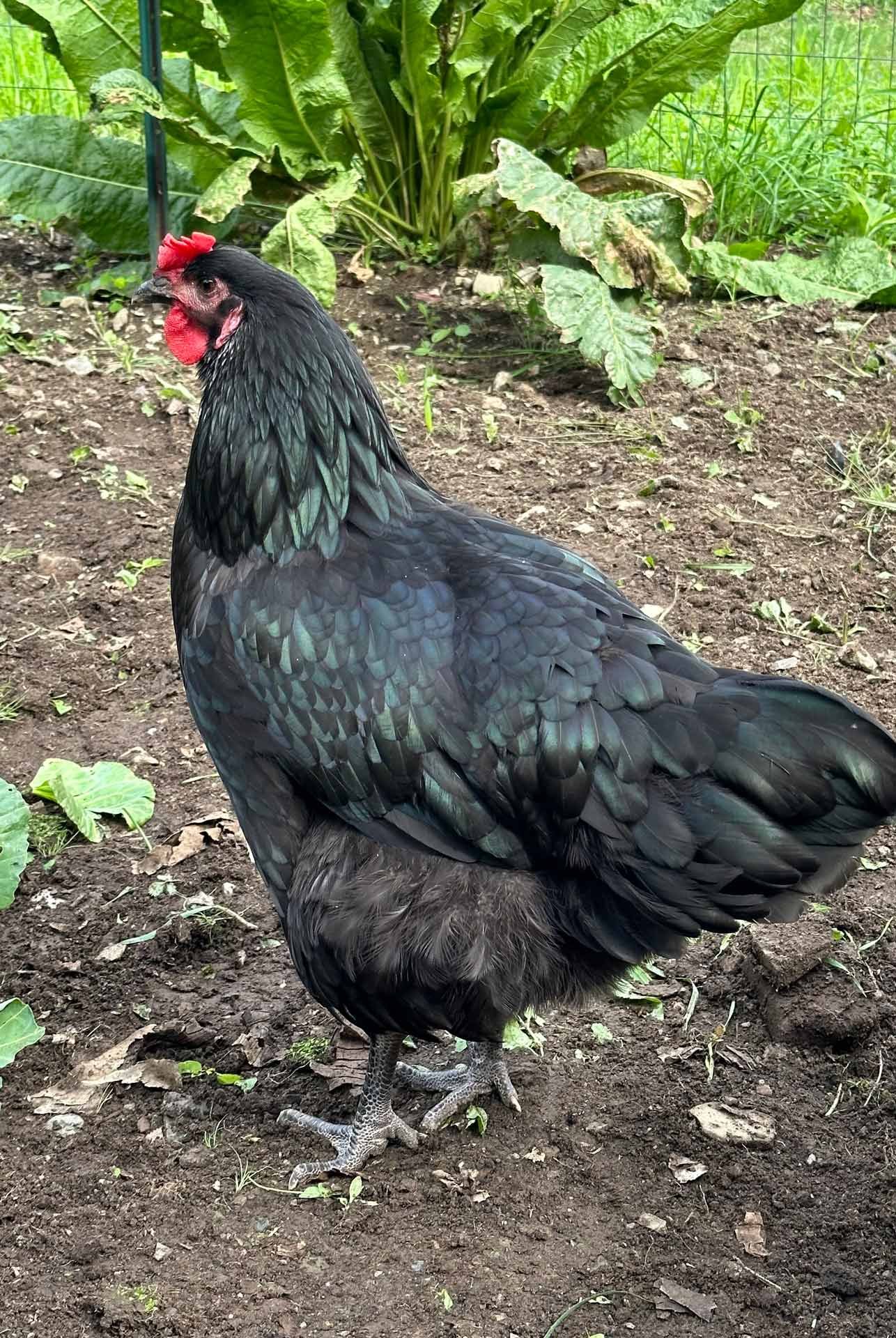 Black chicken standing in garden
