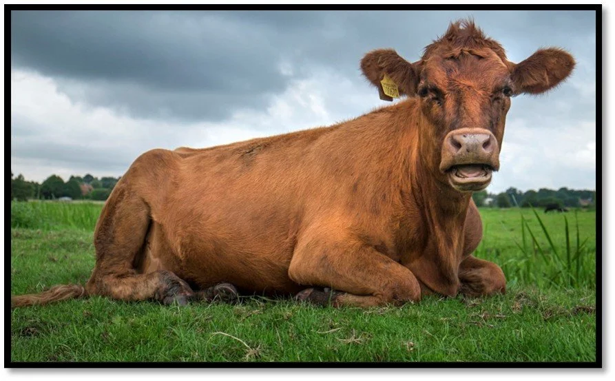 Northbound Planning Colony Intensive Livestock Operation Management