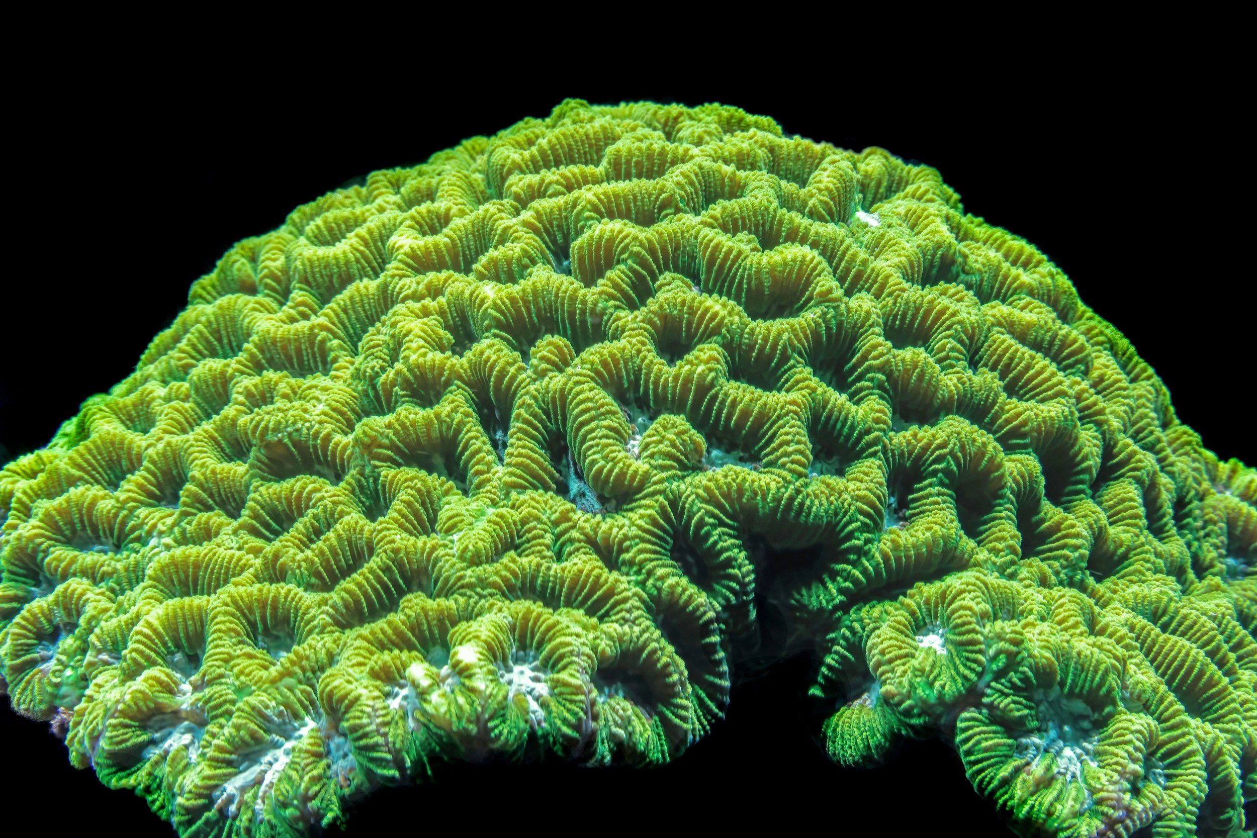 Darwinbox Cortex