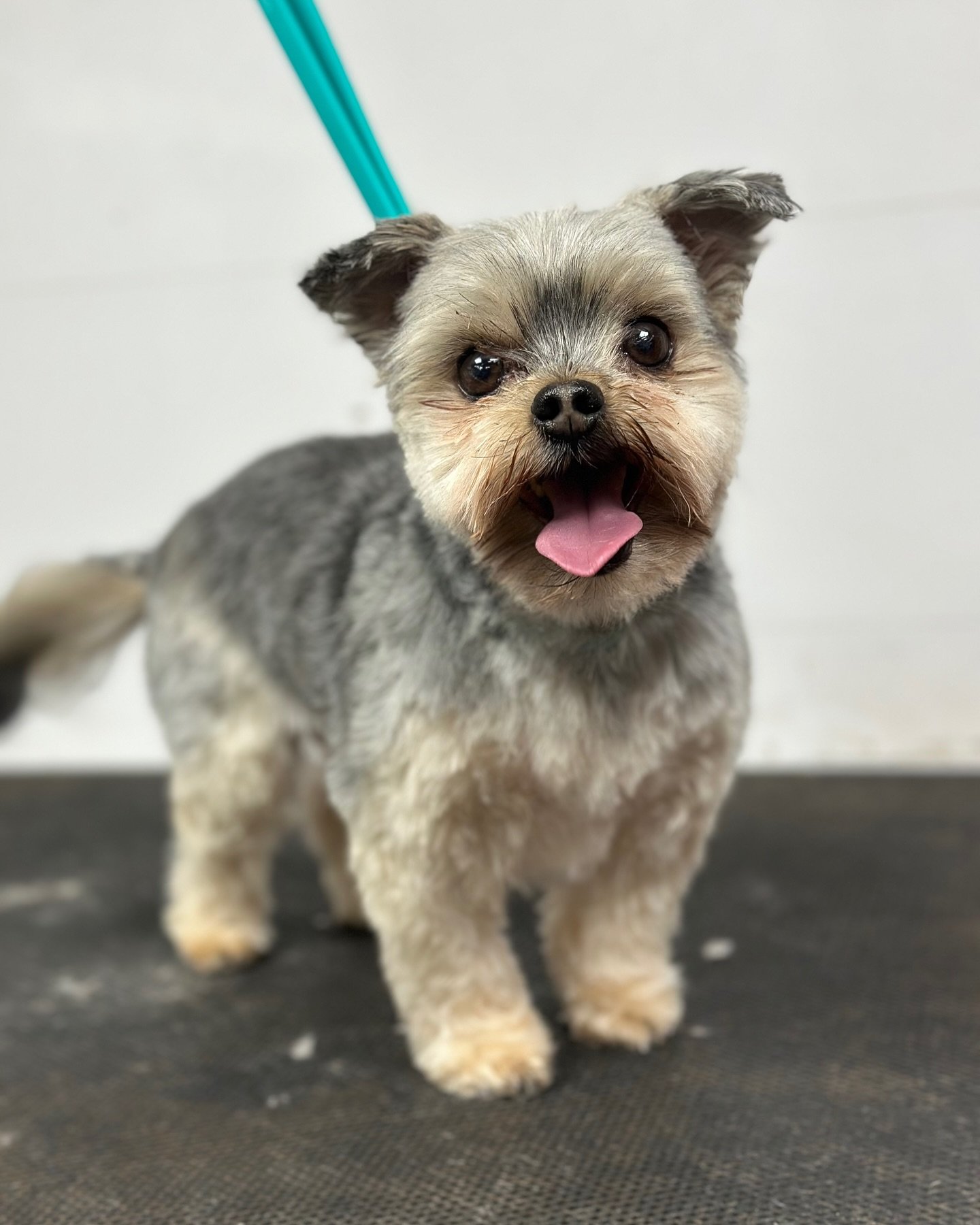 What a cutie 😍😍

Bathed in @foralldogkind 
Scissored in @razorsharpuk 
Clipped in @andisgrooming 

#morkie