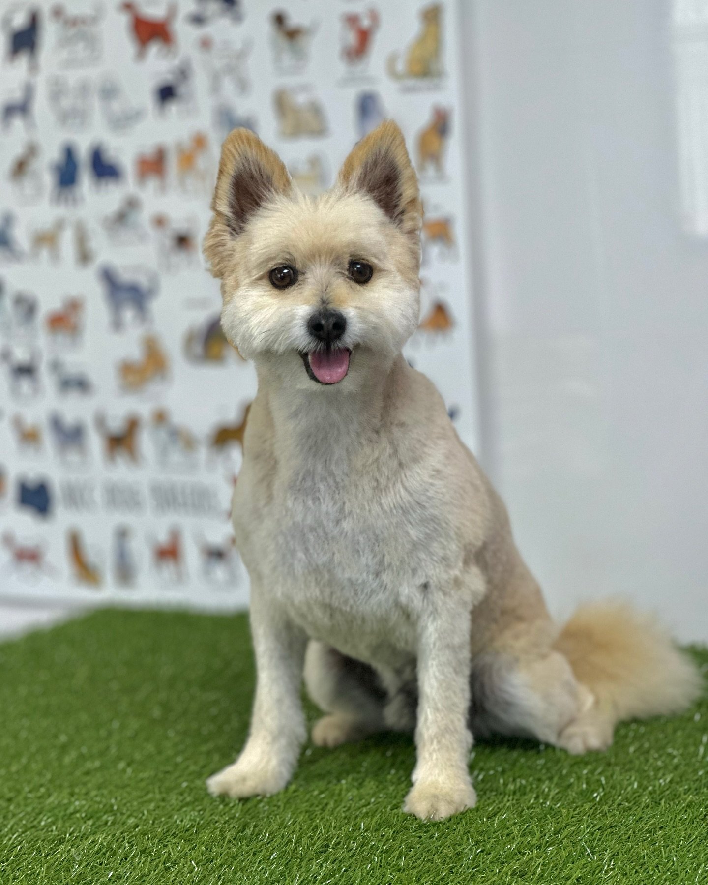 Oh Boo 👻 😍

To Call: 
07966211239
To Email: 
Jakewalshgrooming@outlook.com
To directly Book:
https://jakewalshdoggrooming.as.me

Or to visit my website:
www.jakewalshdoggrooming.co.uk

The salon &lsquo;Muttley Crue Ltd&rsquo;
based in Kidderminster