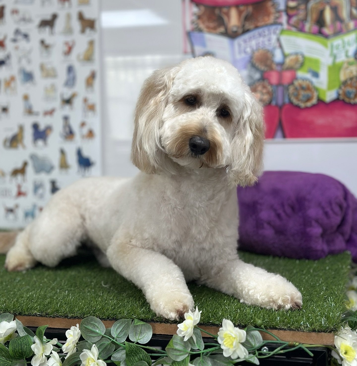What a beautiful teddy bear 🧸 😍
Appointments available for next week! Just get in touch!! 

Contact:
To Call: 
07966211239
To Email: 
Jakewalshgrooming@outlook.com
To directly Book:
https://jakewalshdoggrooming.as.me

Or to visit my website:
www.ja