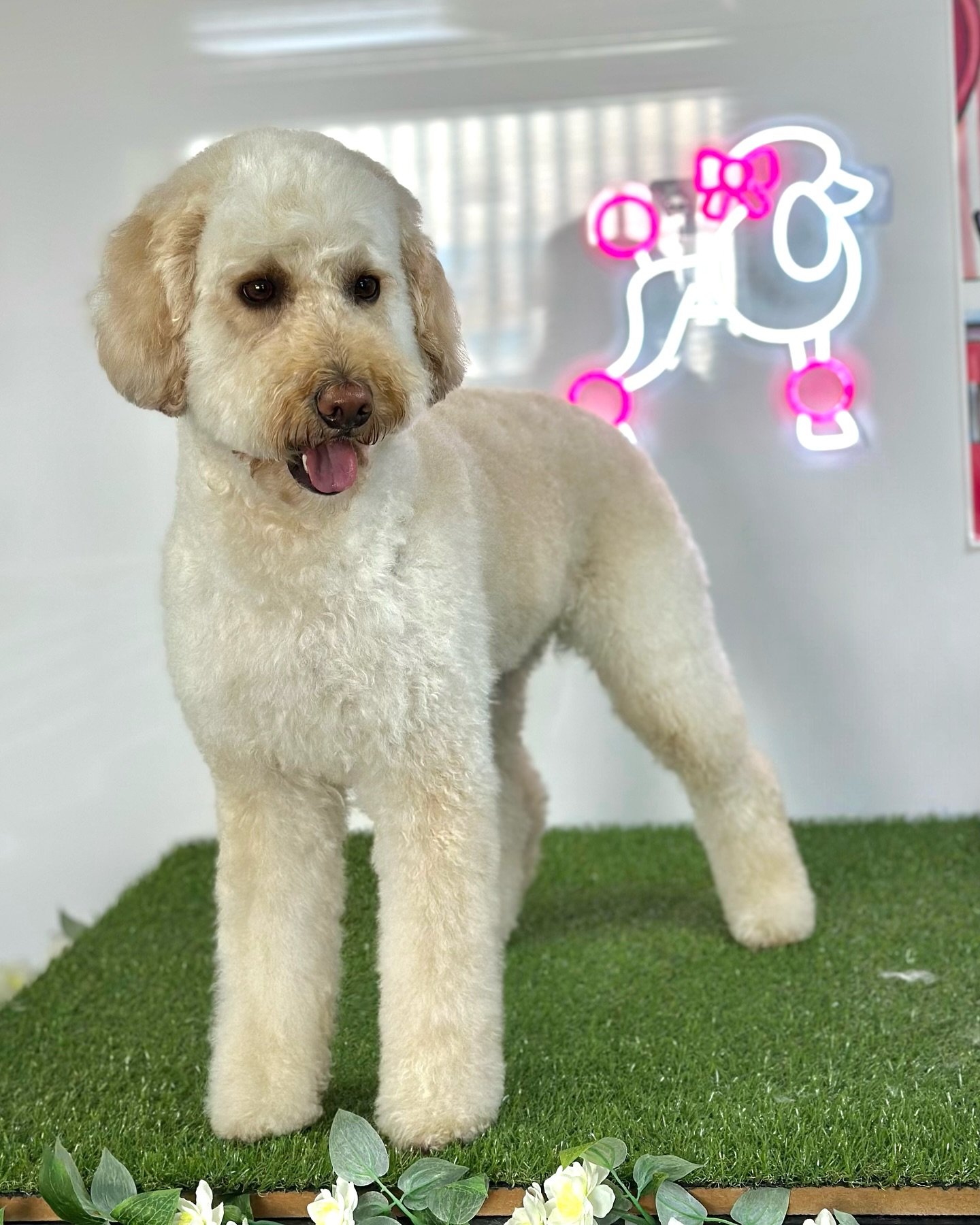 APPOINTMENTS AVAILABLE THIS WEEK 

To Call: 
07966211239
To Email: 
Jakewalshgrooming@outlook.com
To directly Book:
https://jakewalshdoggrooming.as.me

Or to visit my website:
www.jakewalshdoggrooming.co.uk

The salon &lsquo;Muttley Crue Ltd&rsquo;
b
