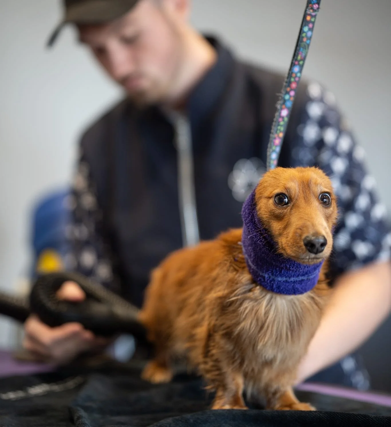 Here at Jake Walsh Dog Grooming, I offer a professional dog grooming service located in the towns of Kidderminster and Worcester! providing exceptional care and attention to each and every furry client that comes my way 🧡

To book Call or text 
0796