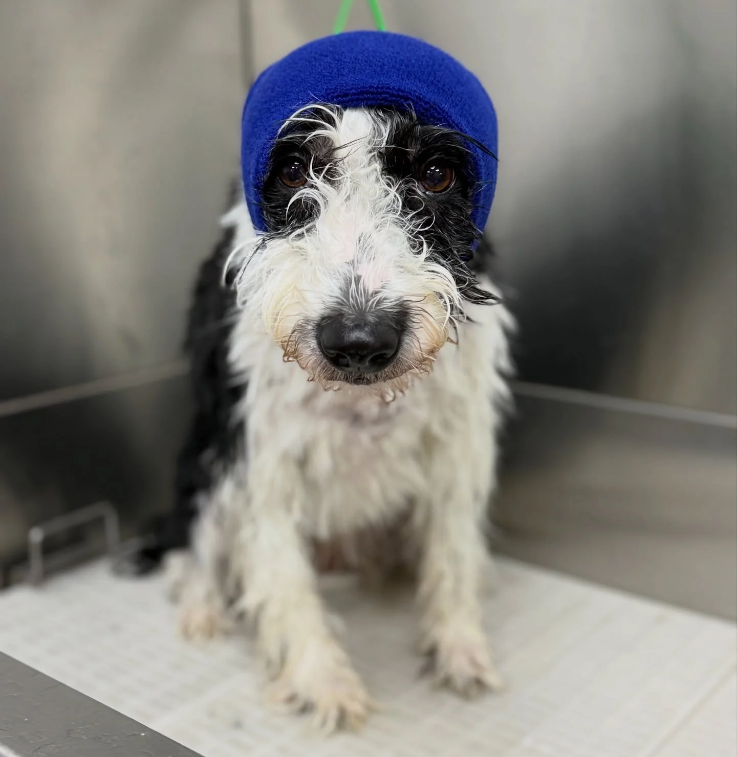 APPOINTMENTS AVAILABLE!! 

KIDDERMINSTER: 
Monday 27th October ~ 1.30pm + 3pm! 
Friday 31st October 

WORCESTER: 
Tuesday 28th October ~ 12pm !!! TAKEN !!
AVAILABLE 3.15 !!