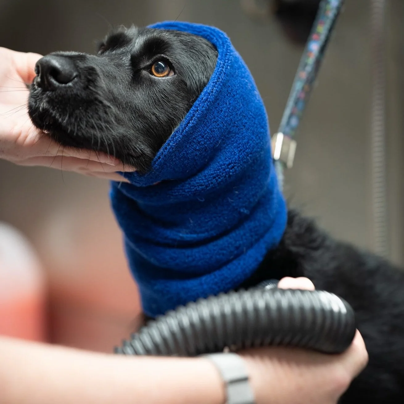 APPOINTMENT AVAILABLE TOMORROW 
KIDDERMINSTER!! 

9AM !! 

Don&rsquo;t miss out‼️‼️

📸 by @hopeandhoundsphotography