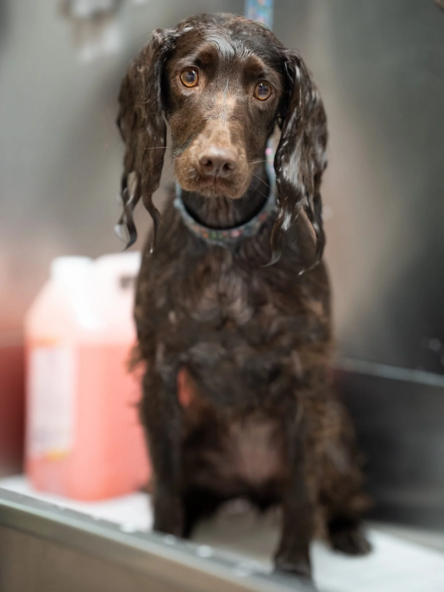 ✨ APPOINTMENTS AVAILABLE ✨

Kidderminster: &lsquo;Muttley Crue&rsquo; Stourport Road, DY11 7QL 

Worcester: &lsquo;Petite Paws Only&rsquo; 24 Silver Street, WR1 2DA

📞07966211239