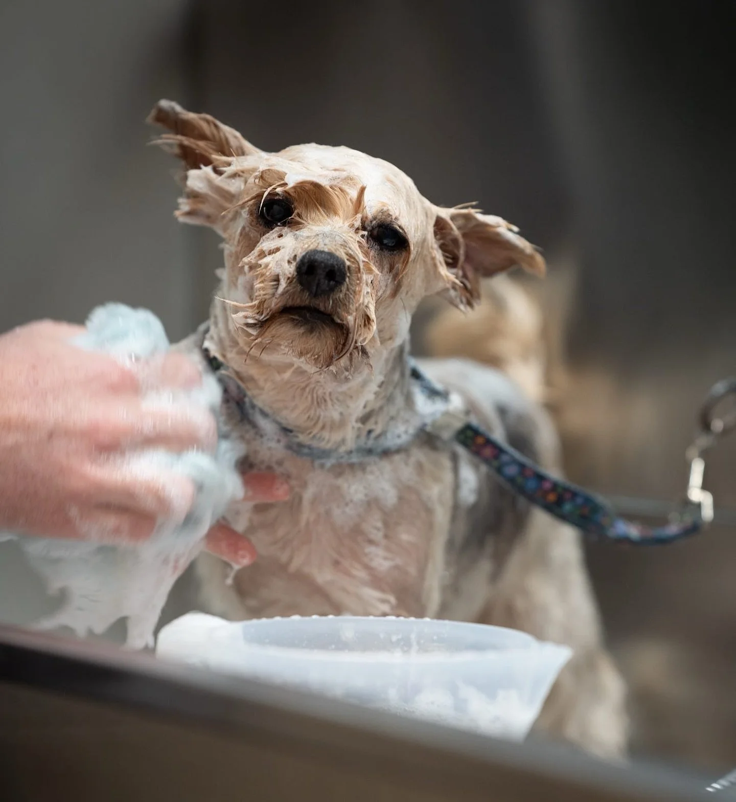 ❄️ WINTER DEAL ❄️

With all the wet and miserable weather arriving! Why not book your dogs in for a bath, blowdry &amp; nail trim &hellip;&hellip; all for just 

‼️ &pound;25 ‼️

To get in touch about this fabulous offer ! Just call or text 📞0796621