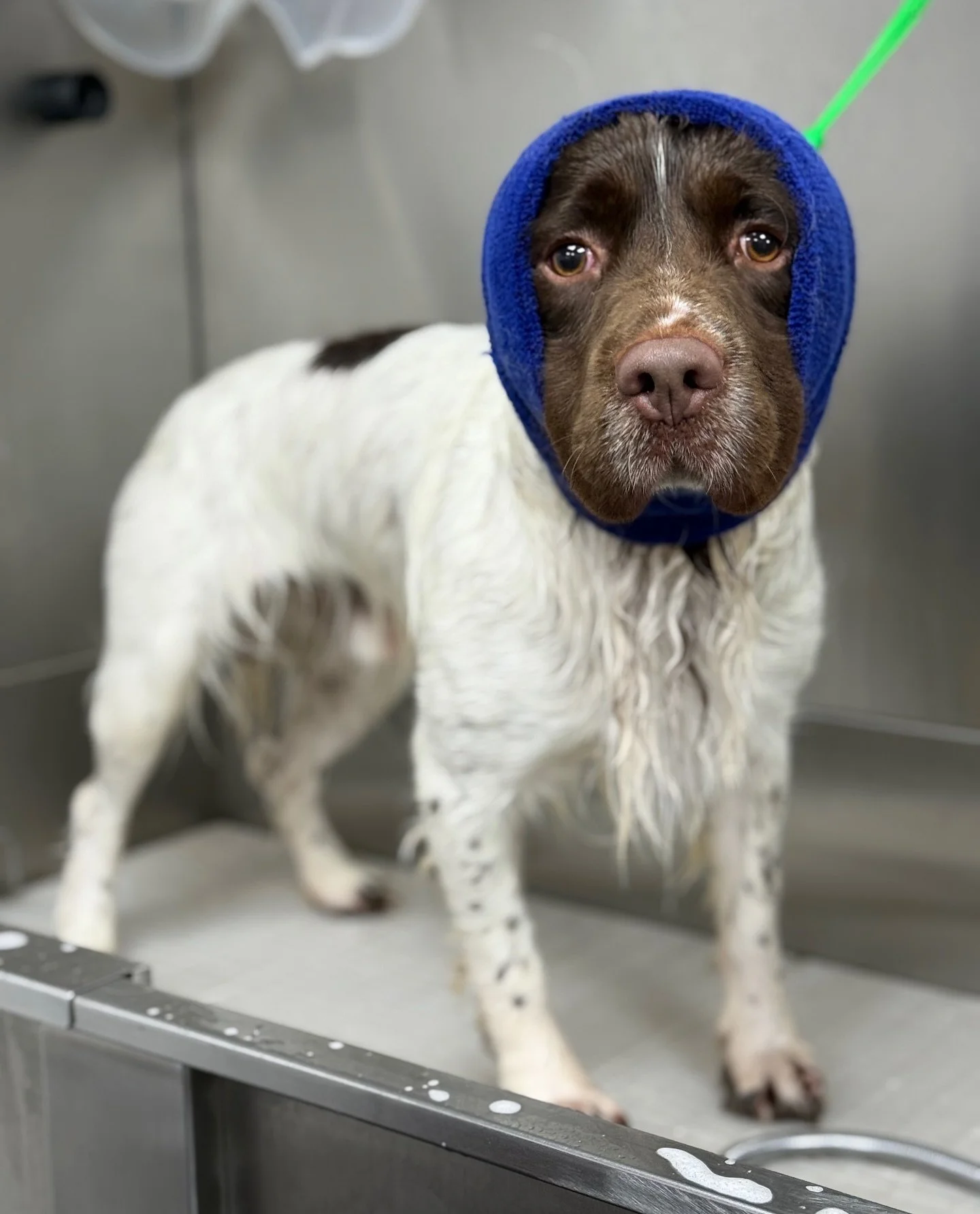 Barney has his ❄️winter deal❄️ today! 

Bath, Blowdry &amp; Nailtrim !!! 
For just &pound;25 !! 

Book yours now and keep your pooch smelling fabulous this winter!!